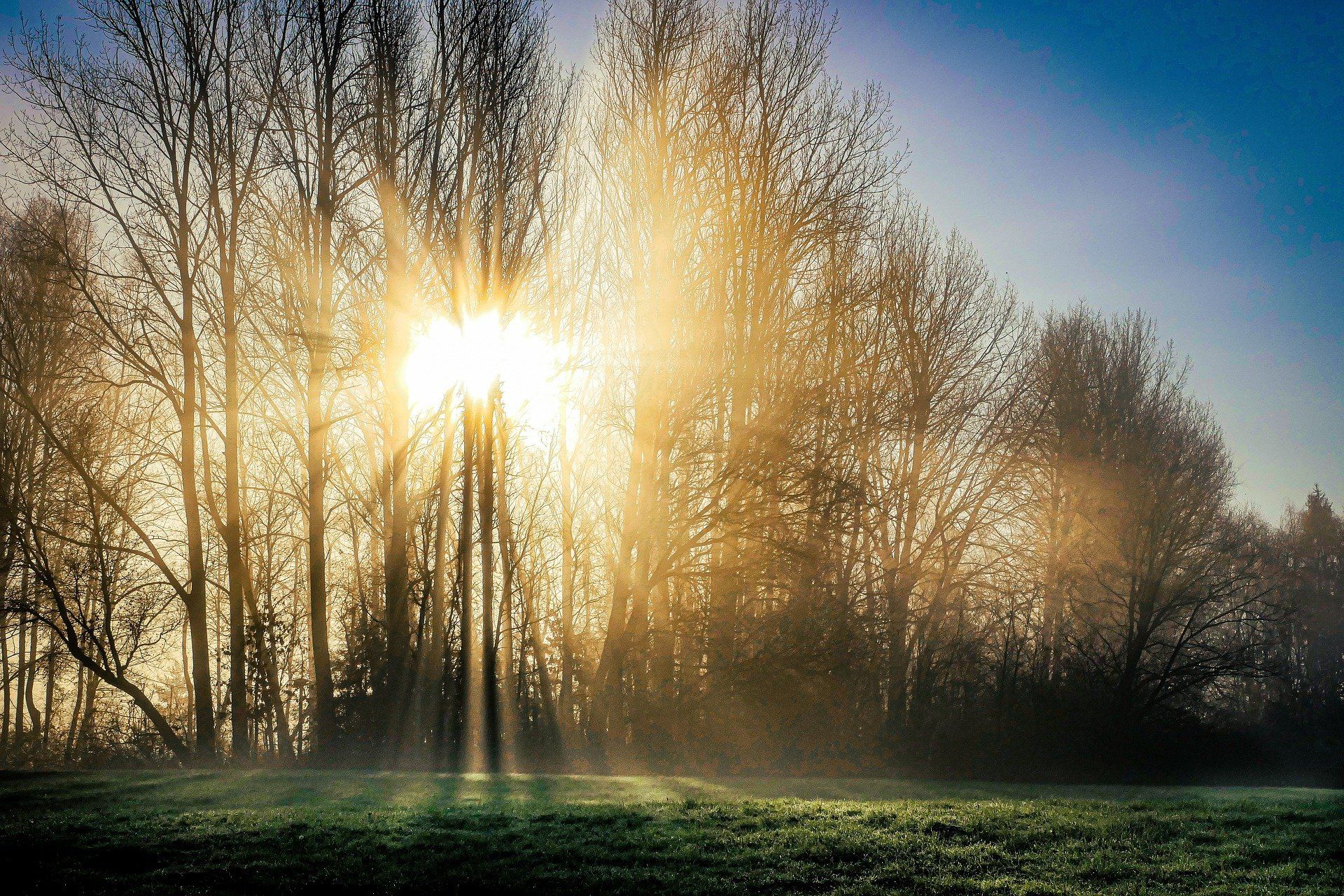Bright sunlight shining through trees in late autumn