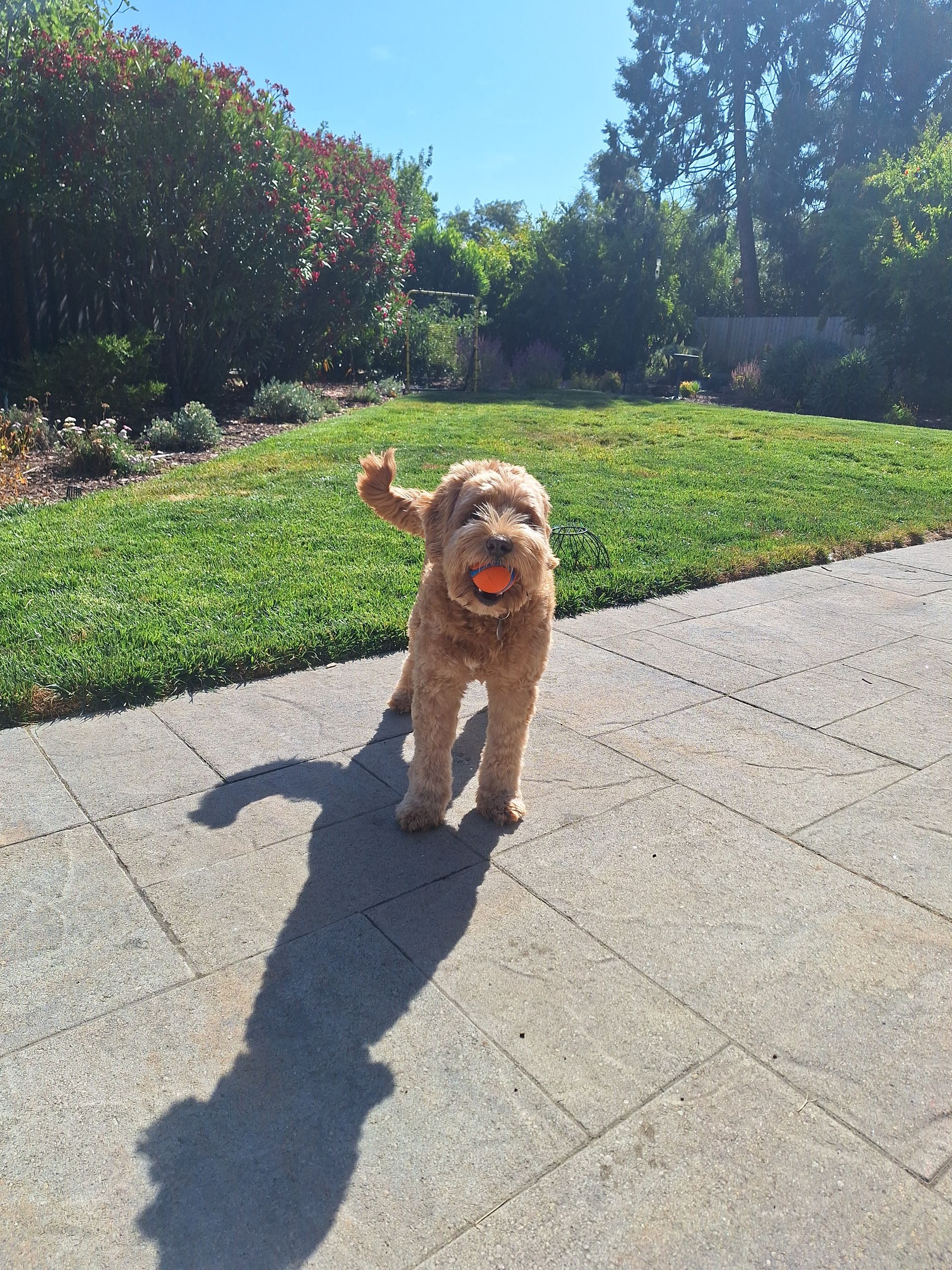 A fluffy golden-brown dog stands on a stone patio, holding an orange ball in its mouth, with grass and trees behind.