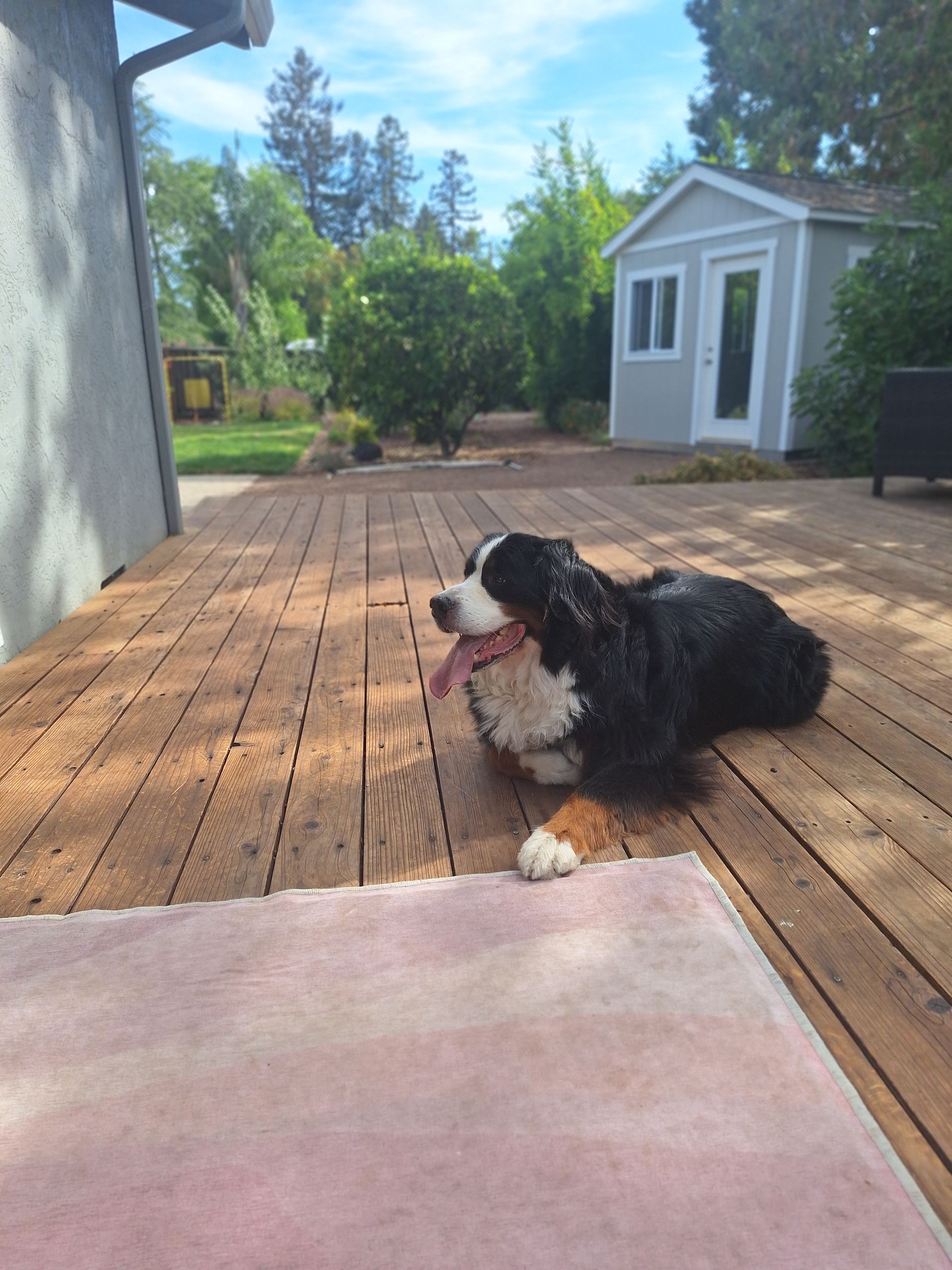 A Bernese Mountain Dog rests on a sunny wooden deck with its tongue out, near a shed in a backyard.