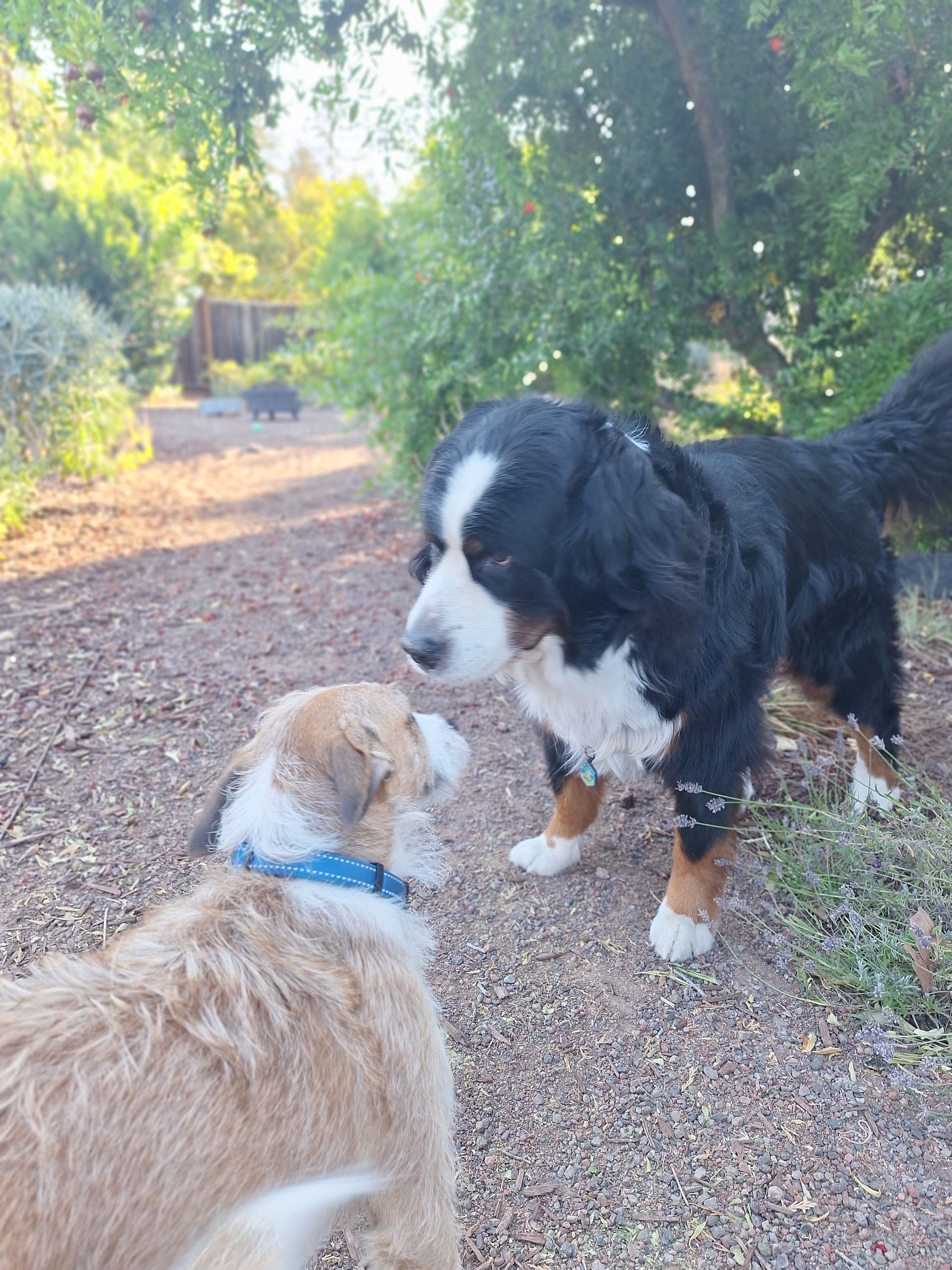 A Bernese Mountain Dog and a small, light-brown dog face each other on a gravel path in a sunny, tree-lined yard.