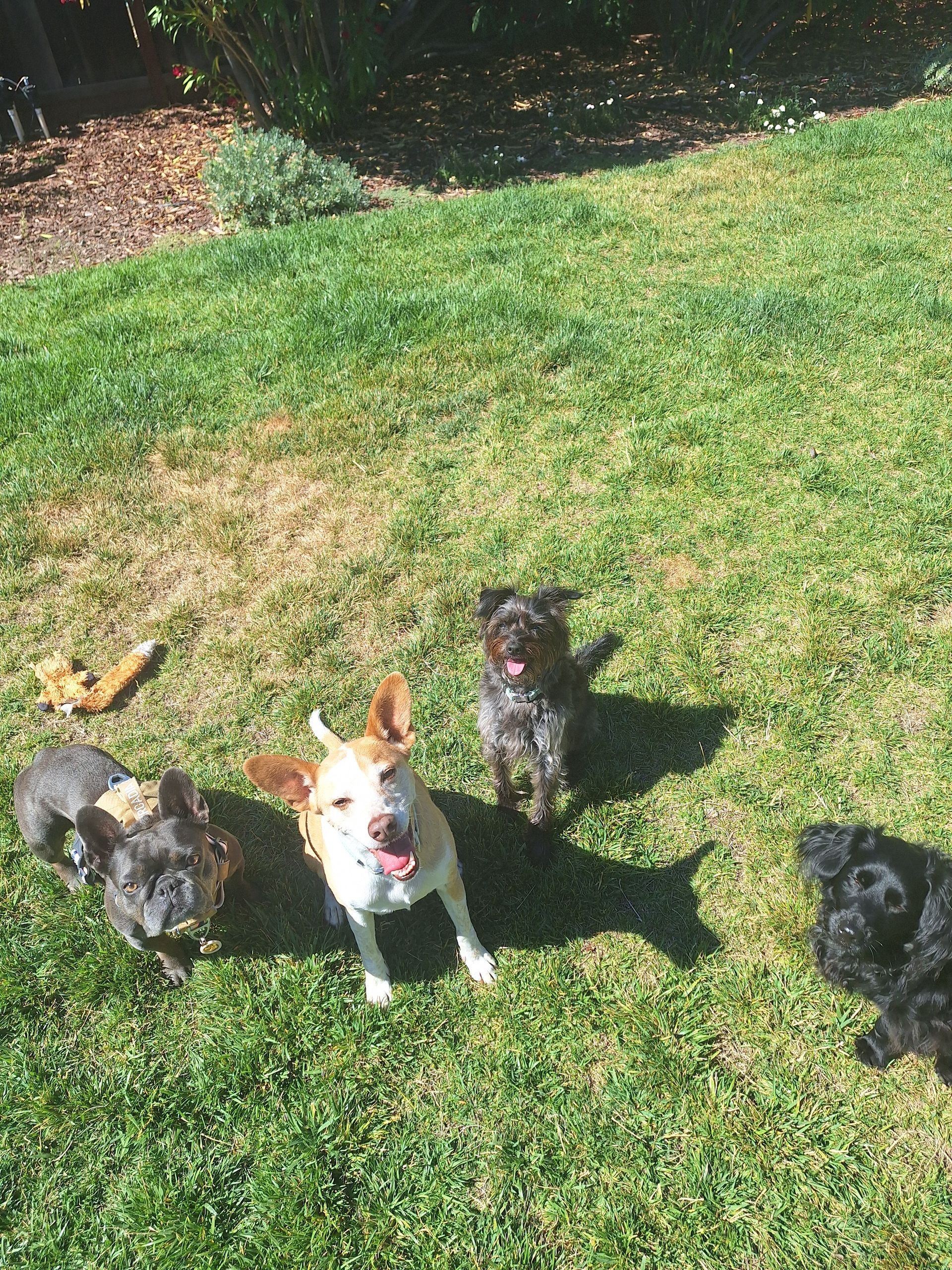 Four dogs of various breeds and colors stand on a green lawn in the sunlight.