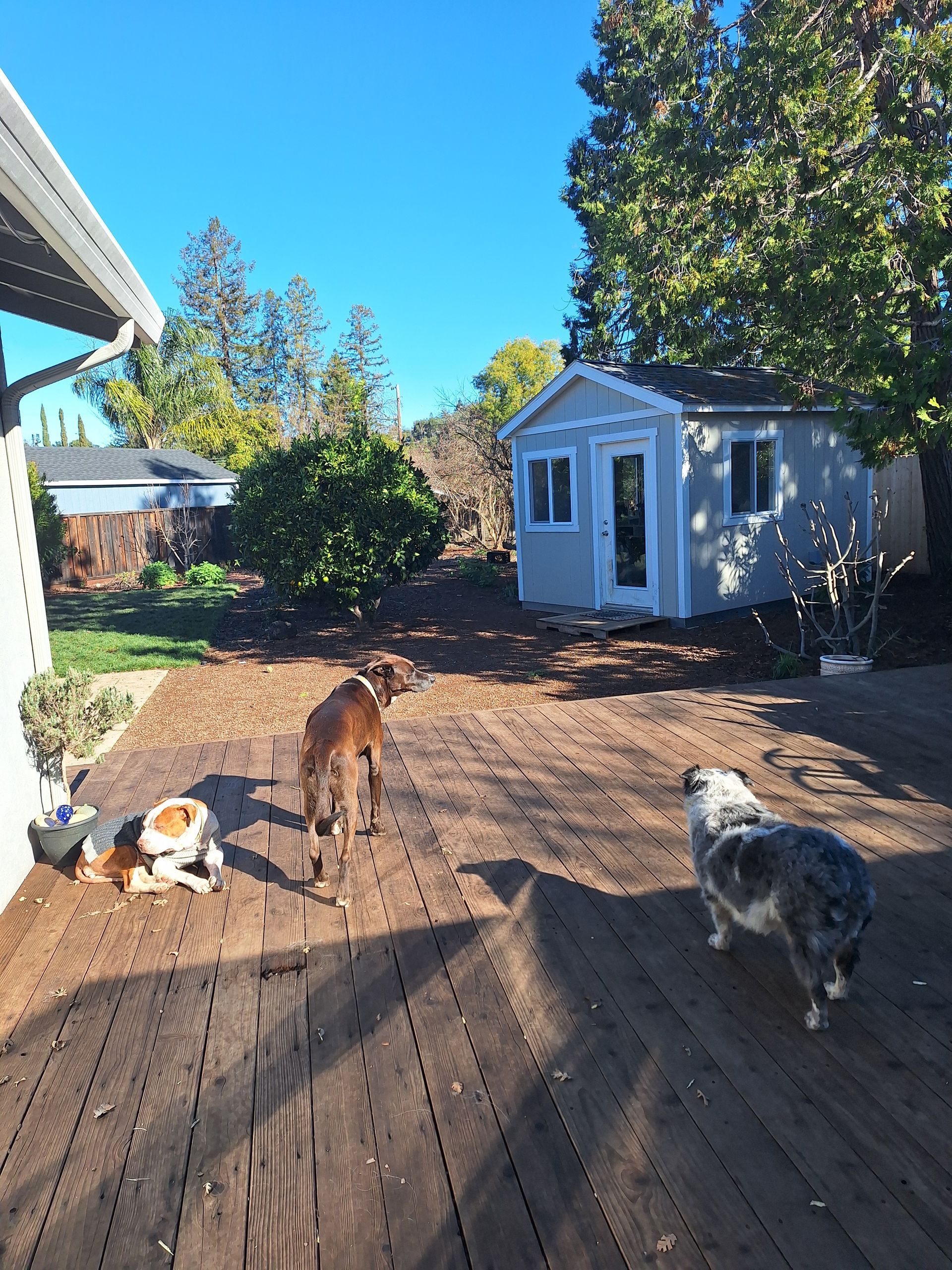 Three dogs explore a sunlit wooden deck in a yard with a shed and trees in the background.