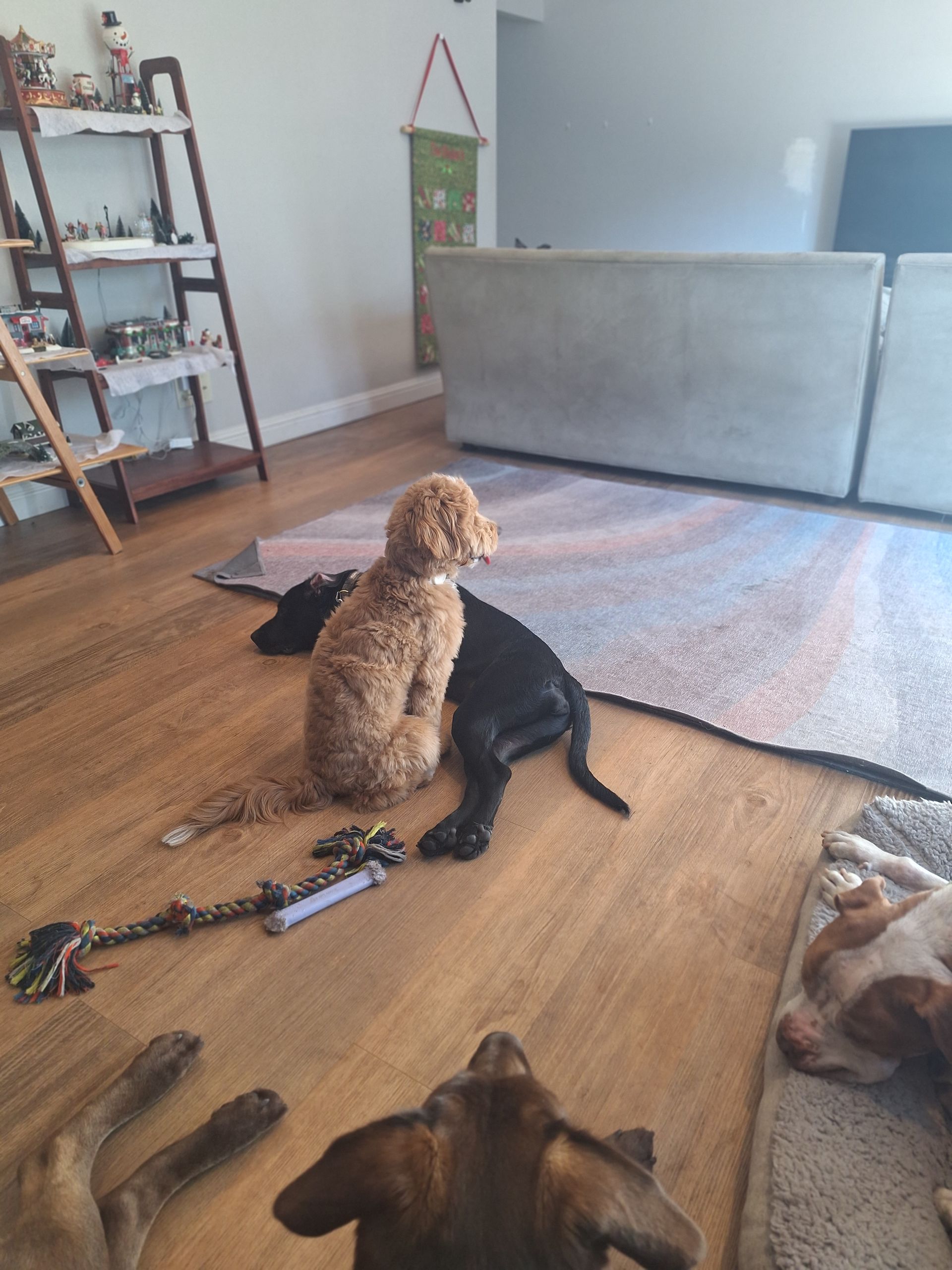 A curly gold dog sits on a resting black dog in a living room, with two other dogs nearby on the floor.