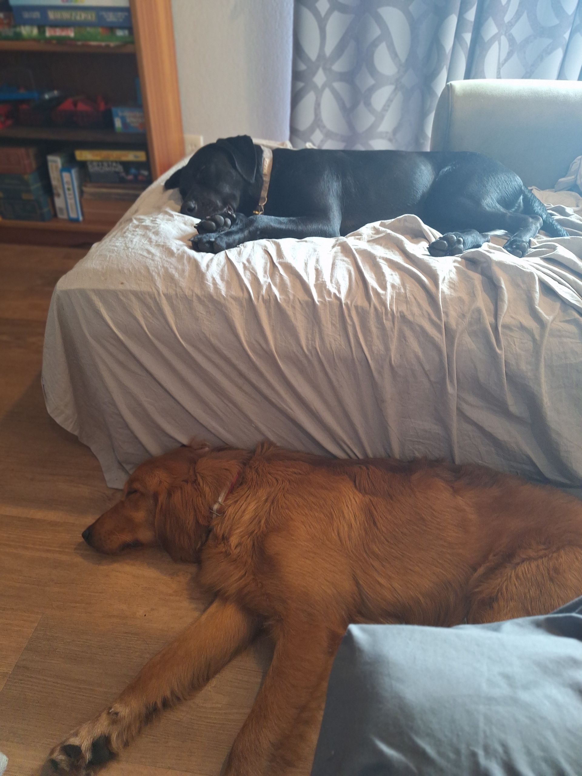 A golden-colored dog sleeps on the floor beside a sofa where a black dog is also resting.