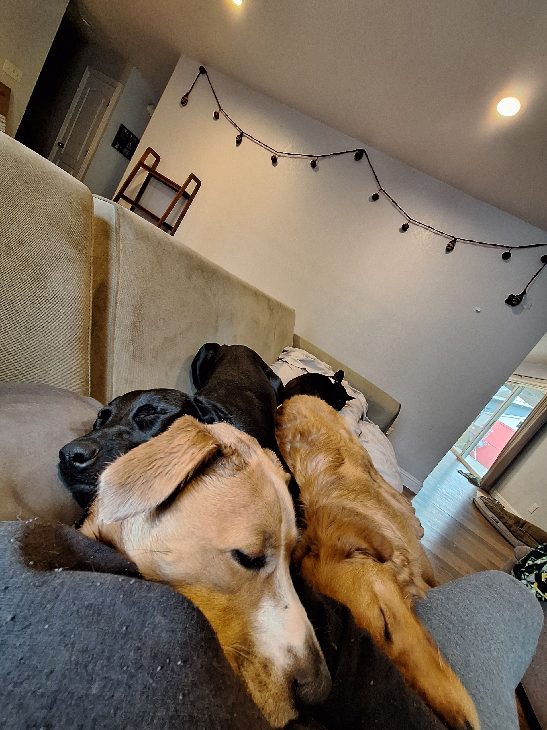 Three dogs of different colors—tan, black, and brown—cuddle together while sleeping on a sofa.