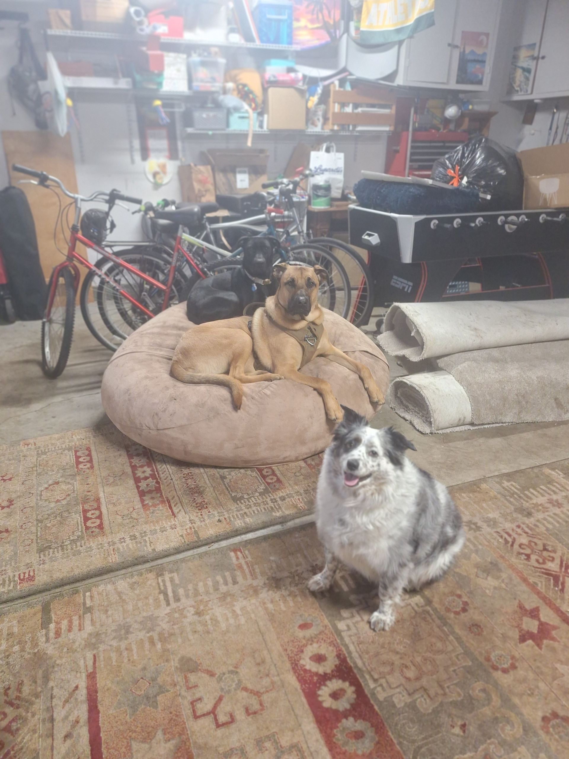 A tan dog sits on a round dog bed in a garage, while a white and grey spotted dog sits happily on a rug in the foreground.