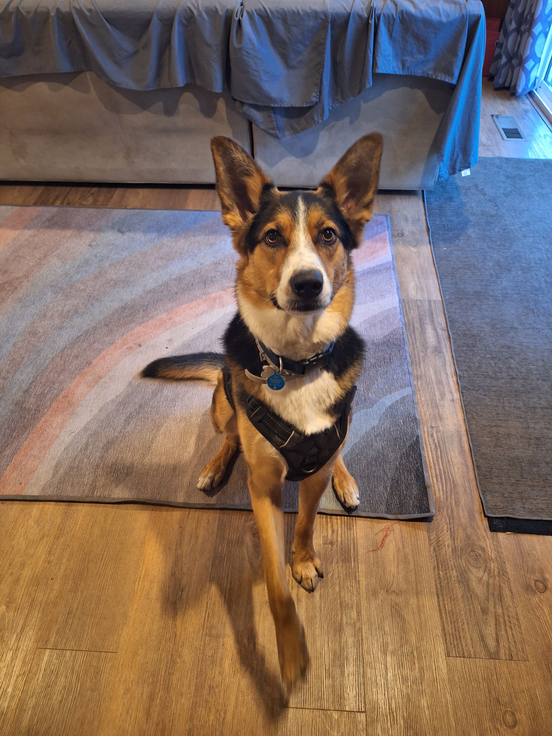 A tan, black, and white mixed-breed dog with perked ears sits on a wooden floor in a house, one front paw lifted.