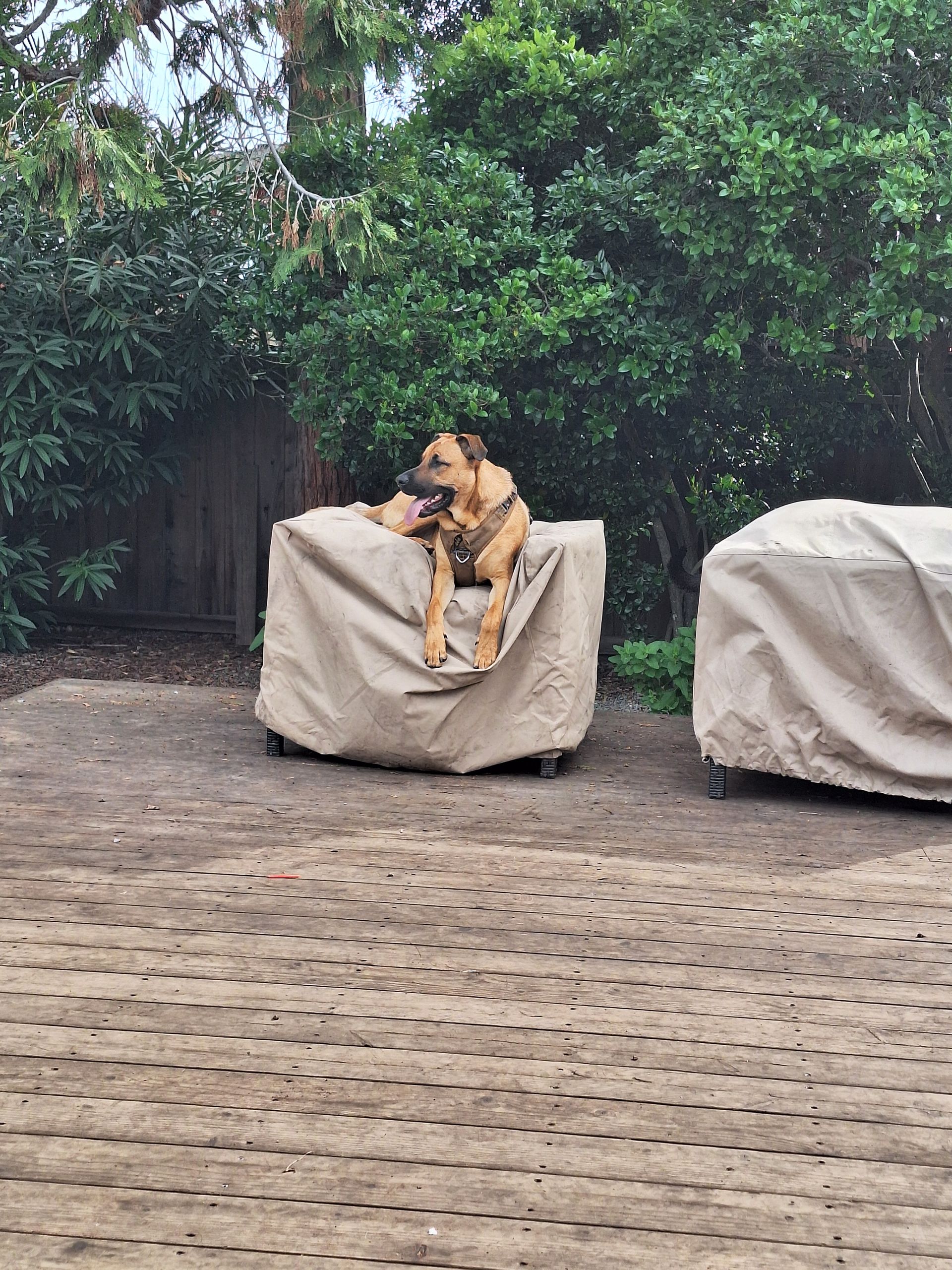 A tan dog sits comfortably atop a large, beige furniture cover in a leafy, outdoor patio setting.