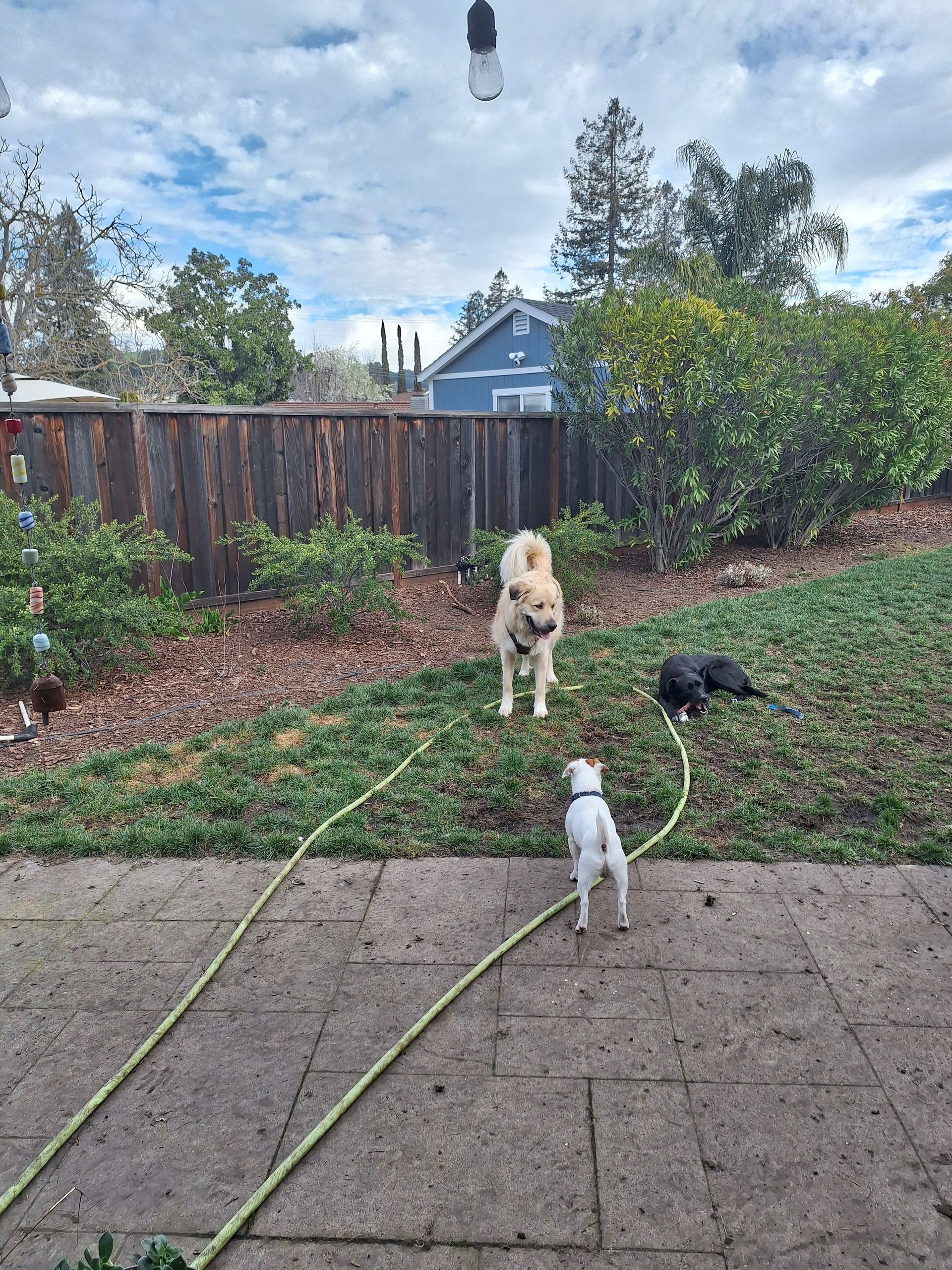 Three dogs play on a grassy lawn next to a stone patio with a wooden fence and a house in the background.