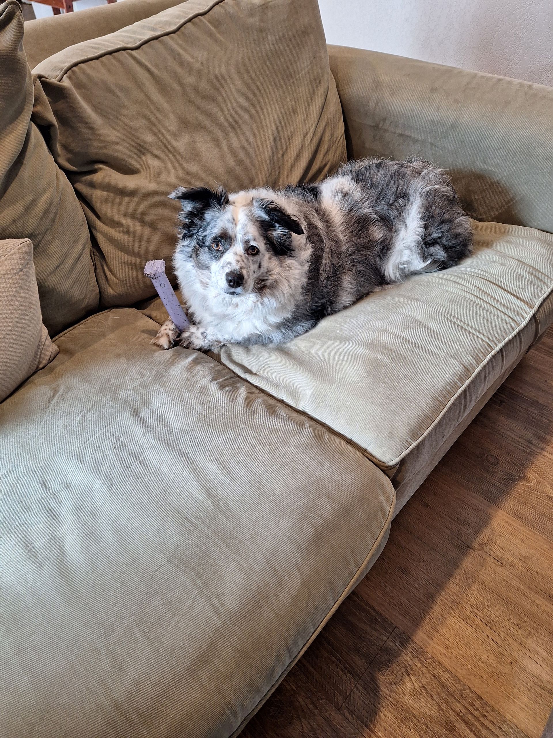 A blue merle dog with one blue eye lies on a textured beige couch holding a small purple toy in its paws.