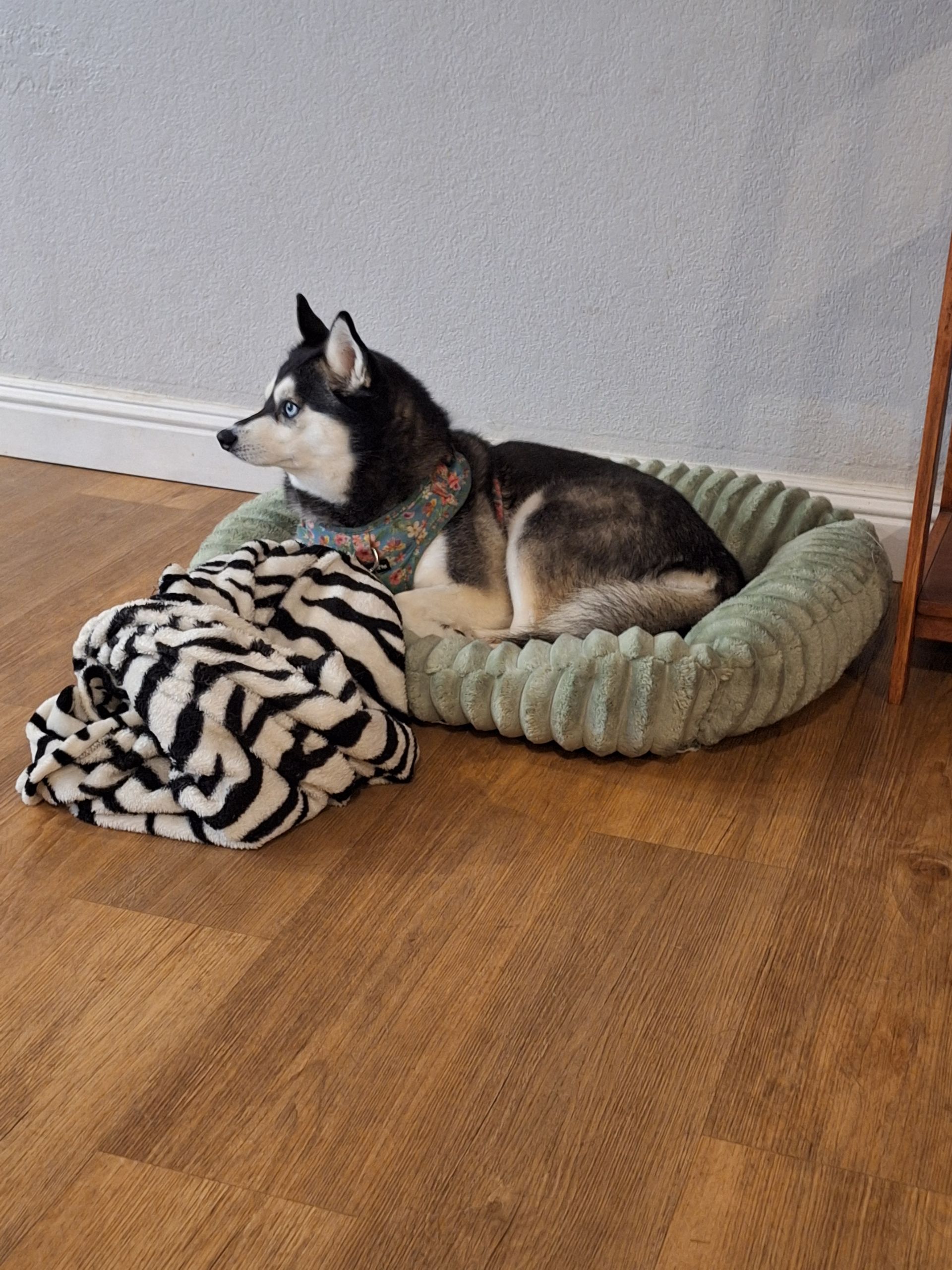 A husky wearing a patterned harness rests in a sage green bed with a black and white striped blanket beside it.