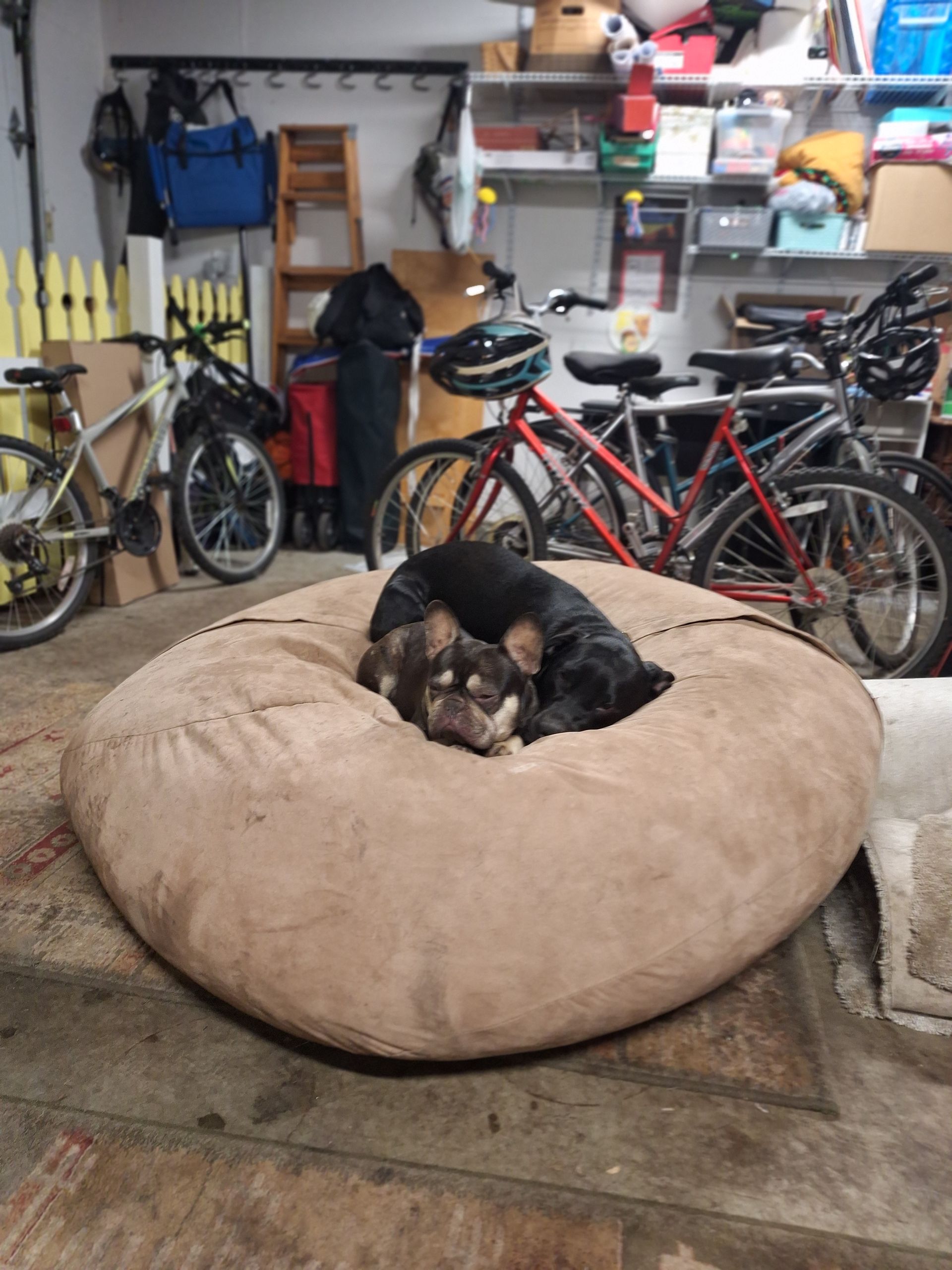 Two small dogs cuddle together on a large, tan circular dog bed inside a garage filled with bicycles and shelving.