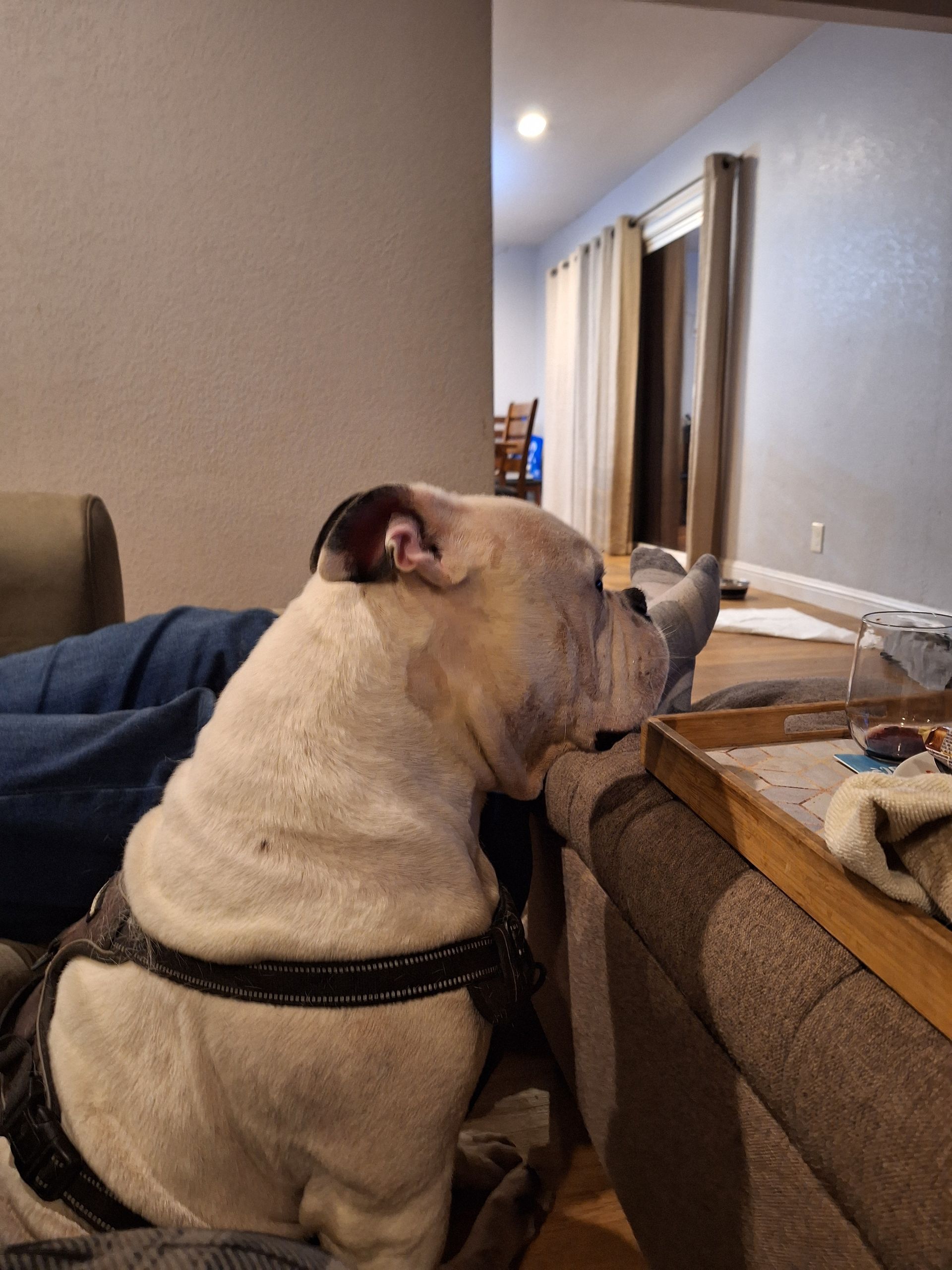 A light-colored bulldog wearing a harness rests its head on the edge of a wooden tray in a living room.
