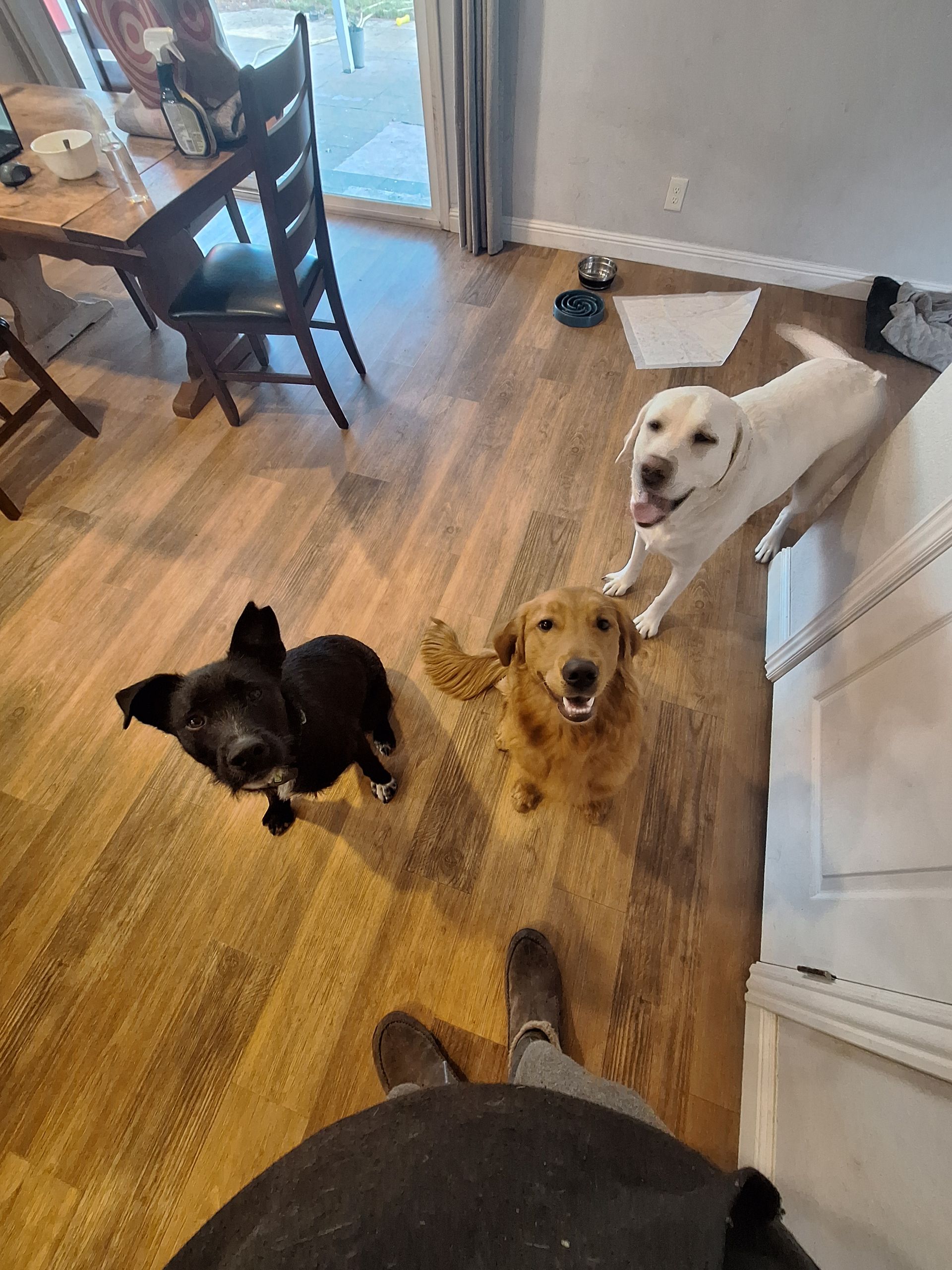 Three dogs—one black, one golden, and one white—look up expectantly at a person inside a wood-floored home.