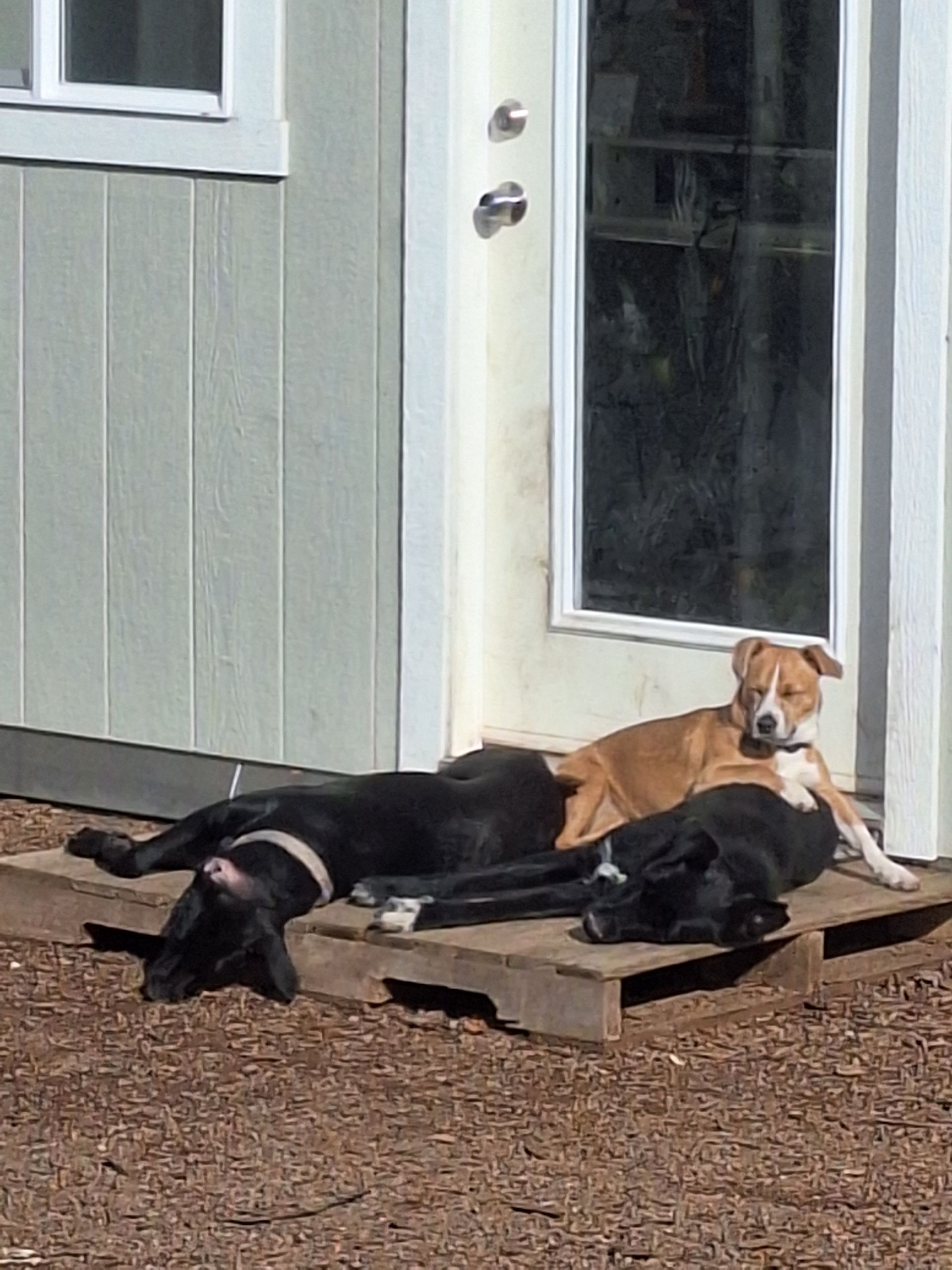 Three dogs lounging on a wooden pallet outside a building door; one tan dog sits alert while two black dogs lie down.