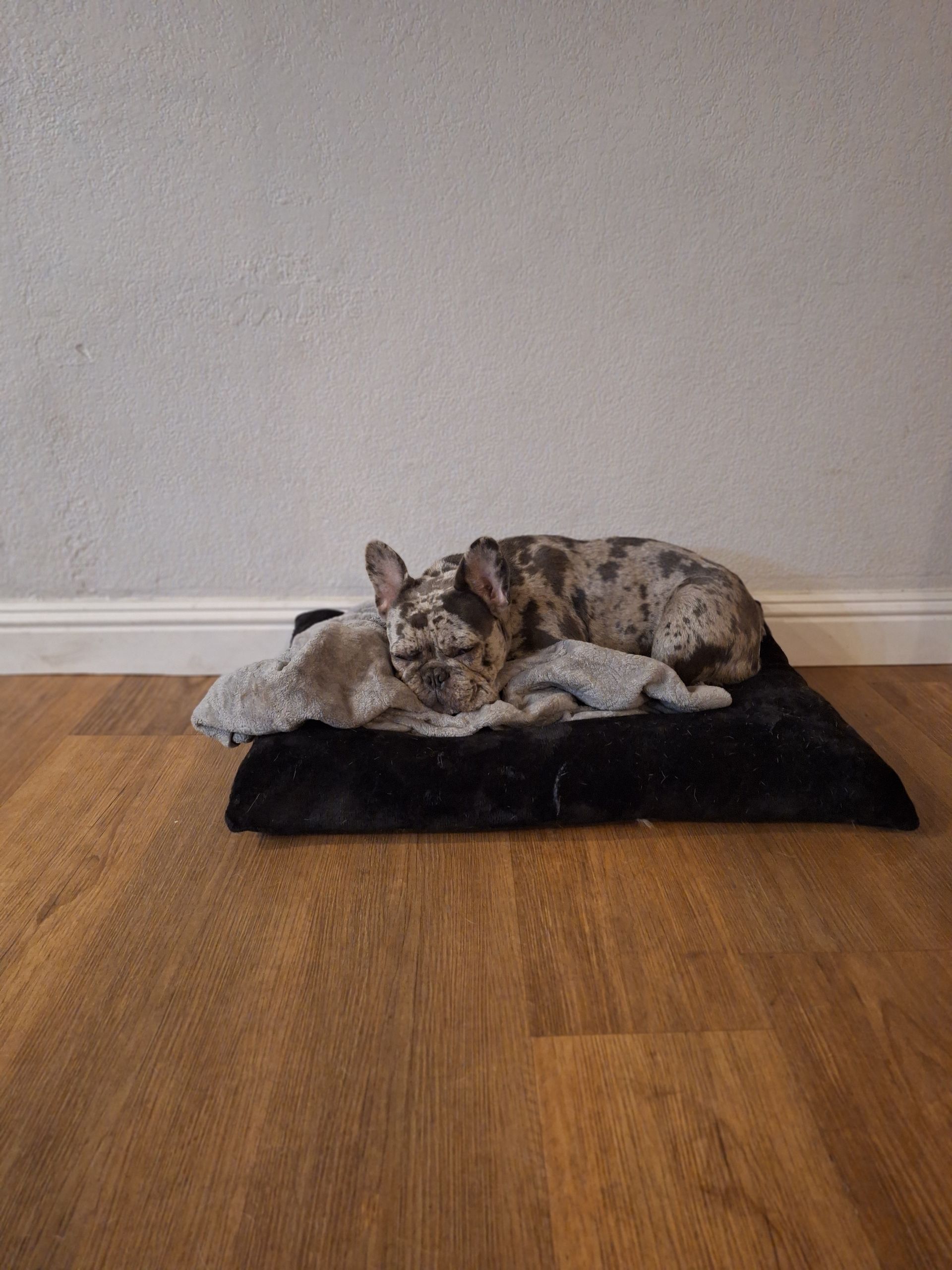 A merle French bulldog sleeping curled up on a soft gray blanket atop a rectangular black pet bed on a wood floor.