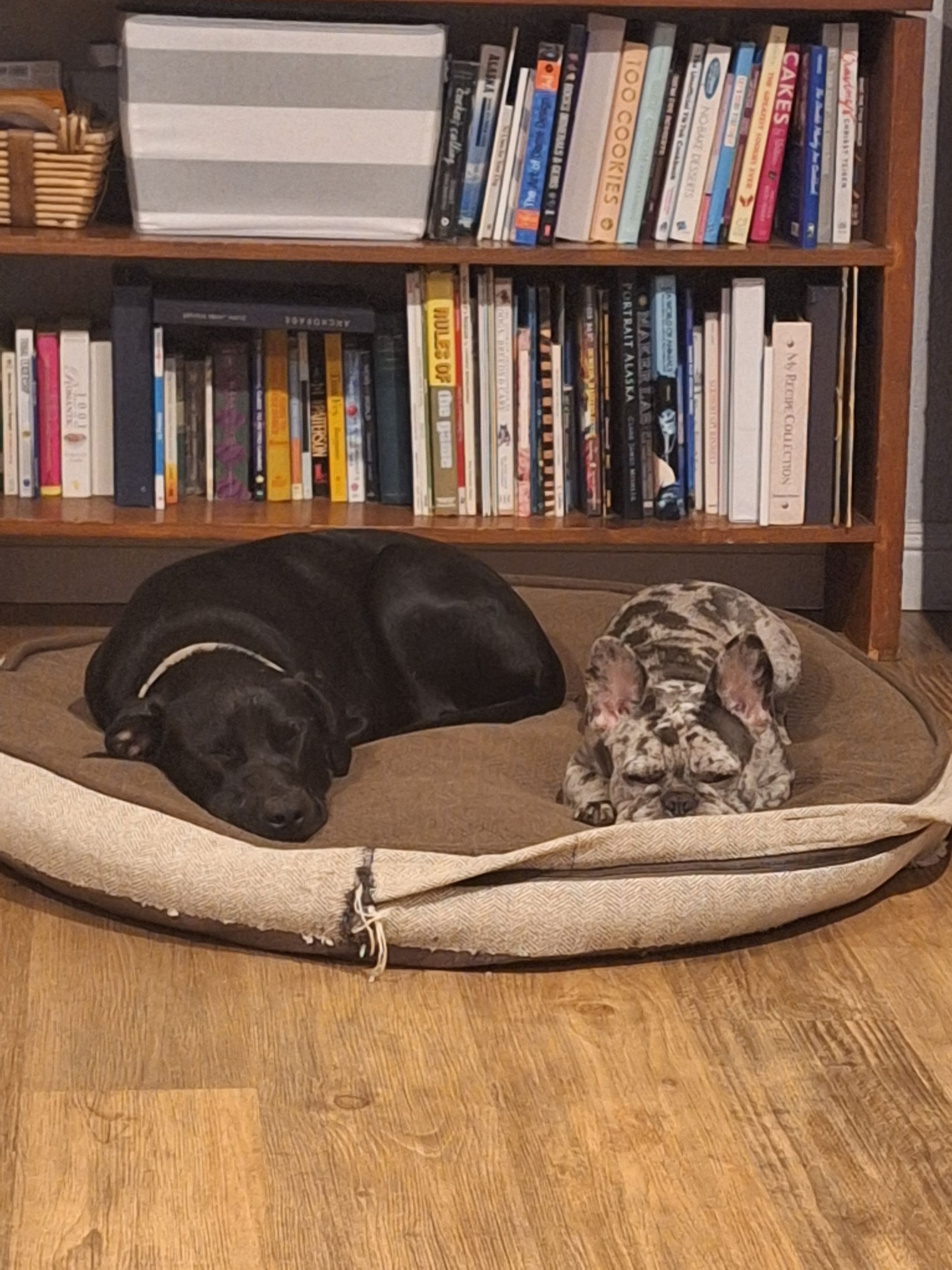 A black dog and a merle-patterned French Bulldog sleeping together on a round beige dog bed in front of a bookshelf.