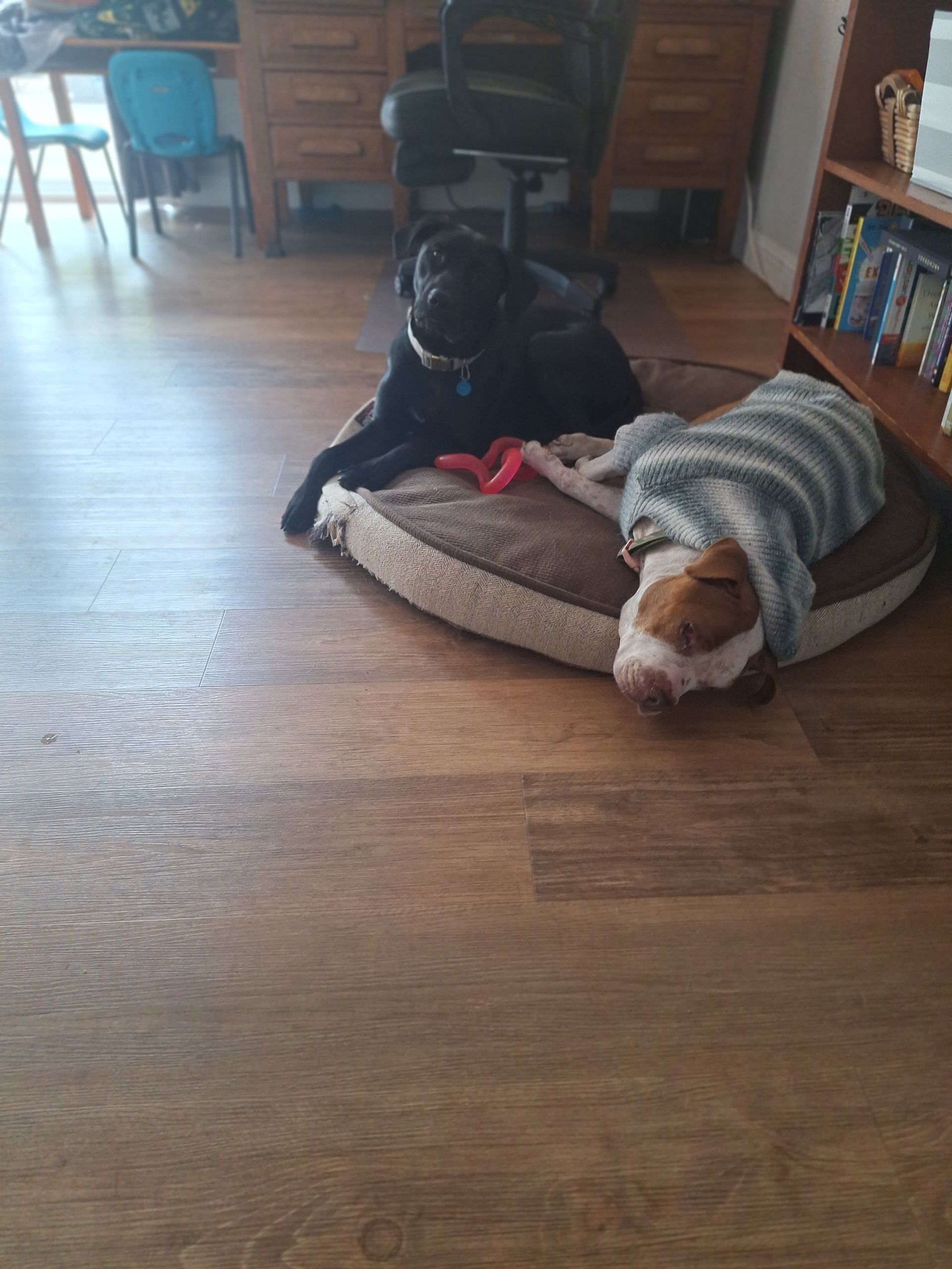 A black dog and a brown and white dog wearing a striped sweater lying together on a round brown dog bed.