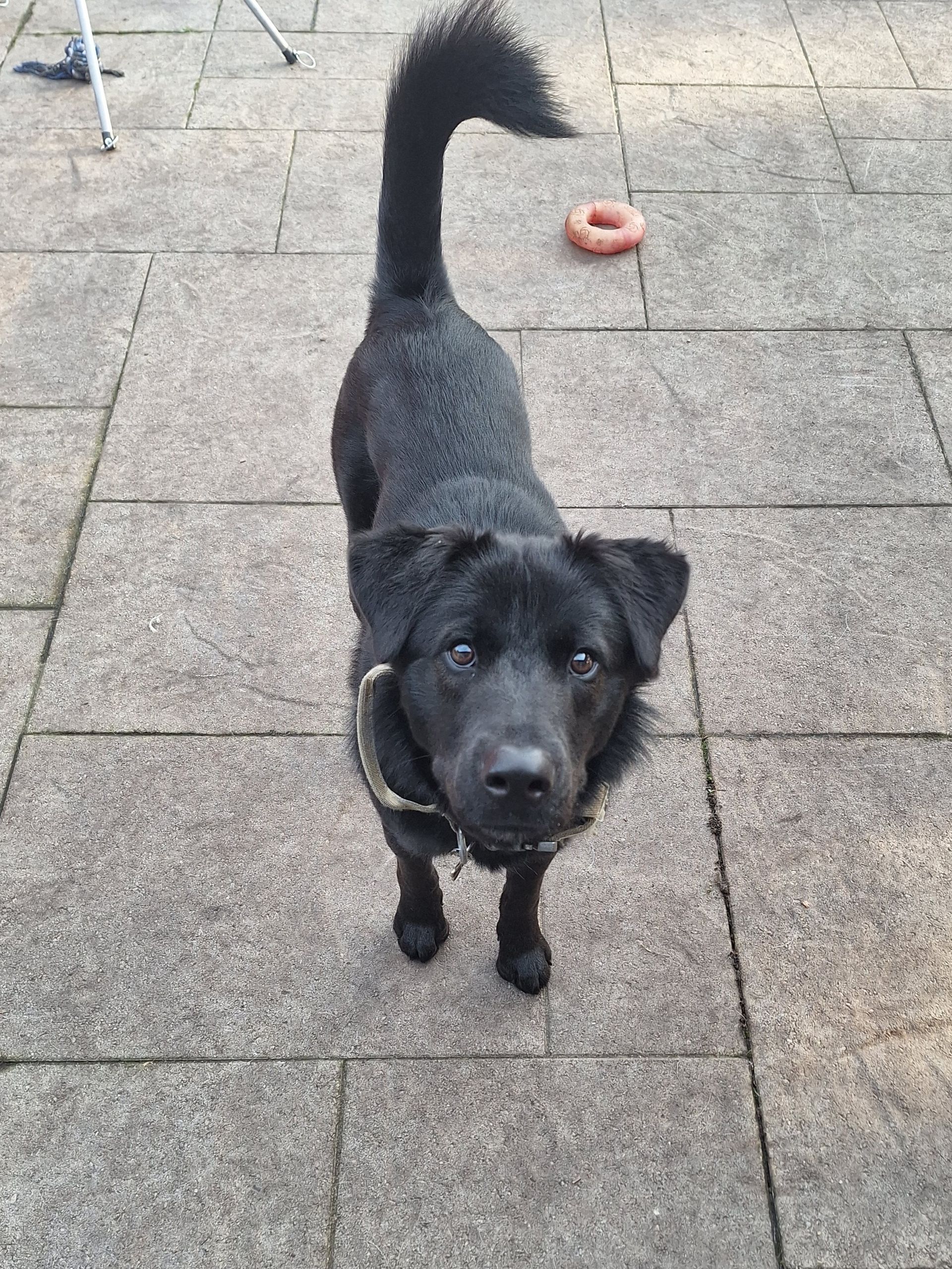 A black dog with floppy ears stands on a stone patio, looking at the camera with its tail held high.