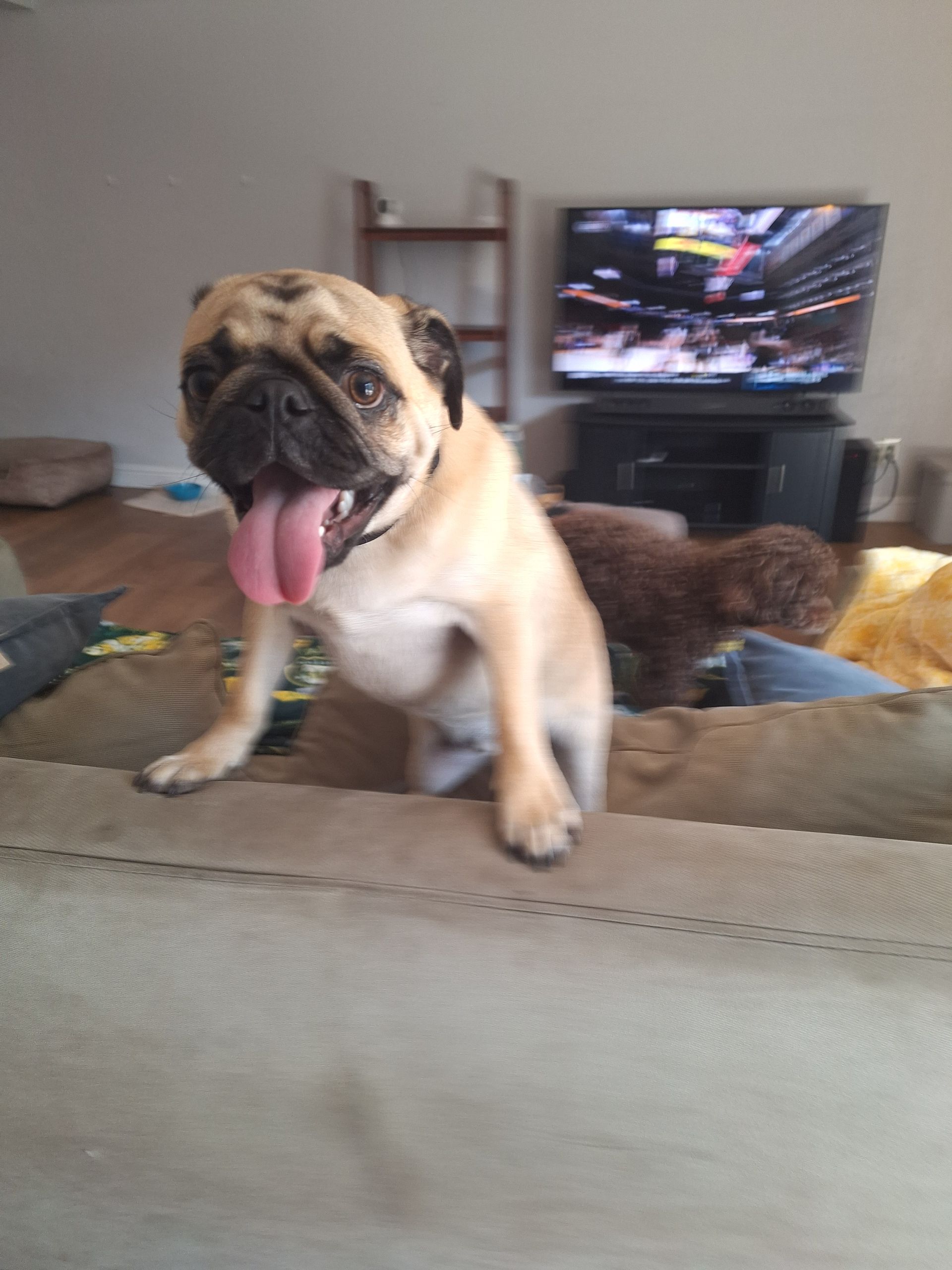 A tan pug with its tongue out stands on the back of a sofa, with a brown dog and a television in the background.