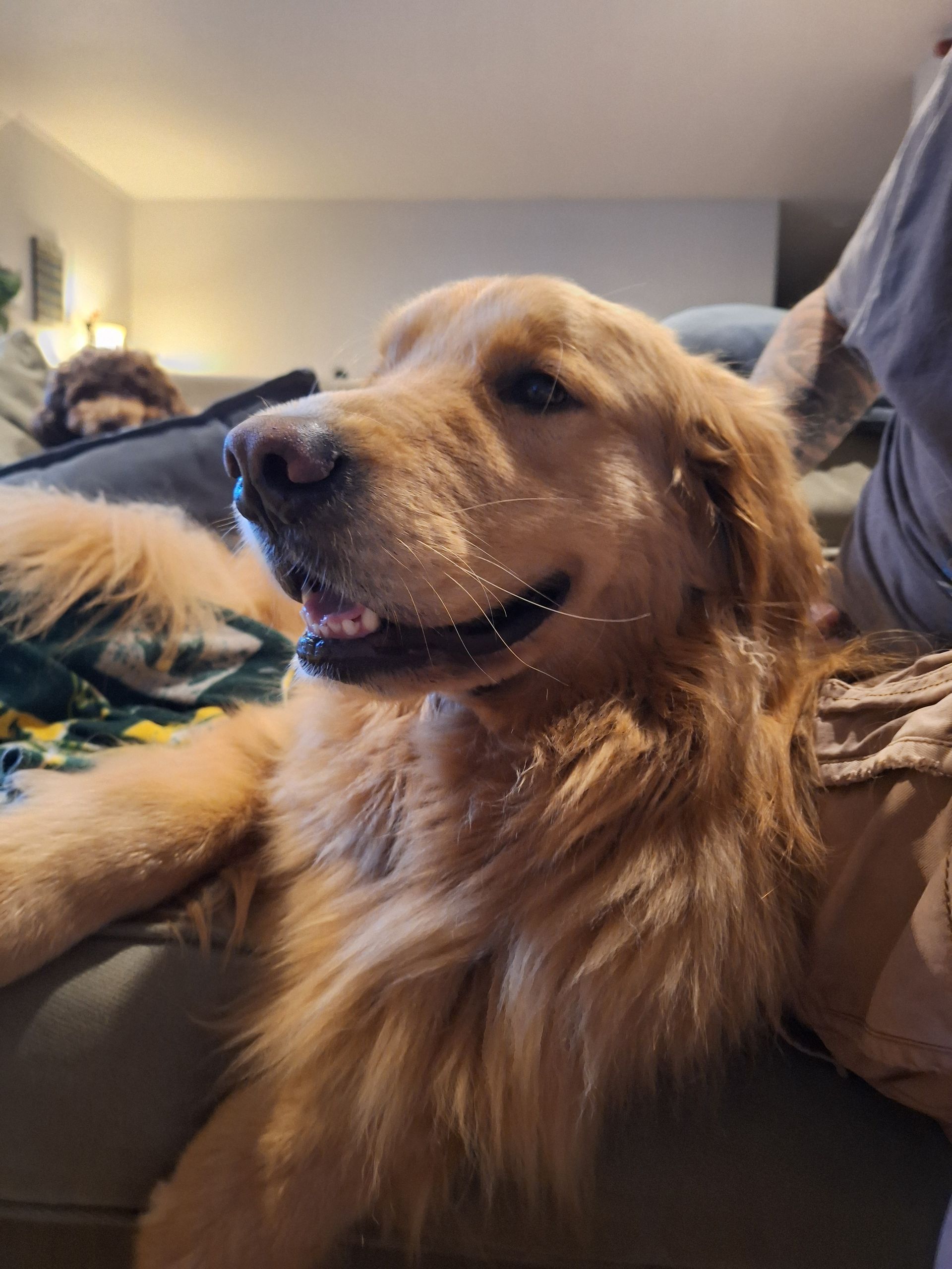 A golden retriever with a happy expression sits on a sofa, with a second dog visible in the blurred background.