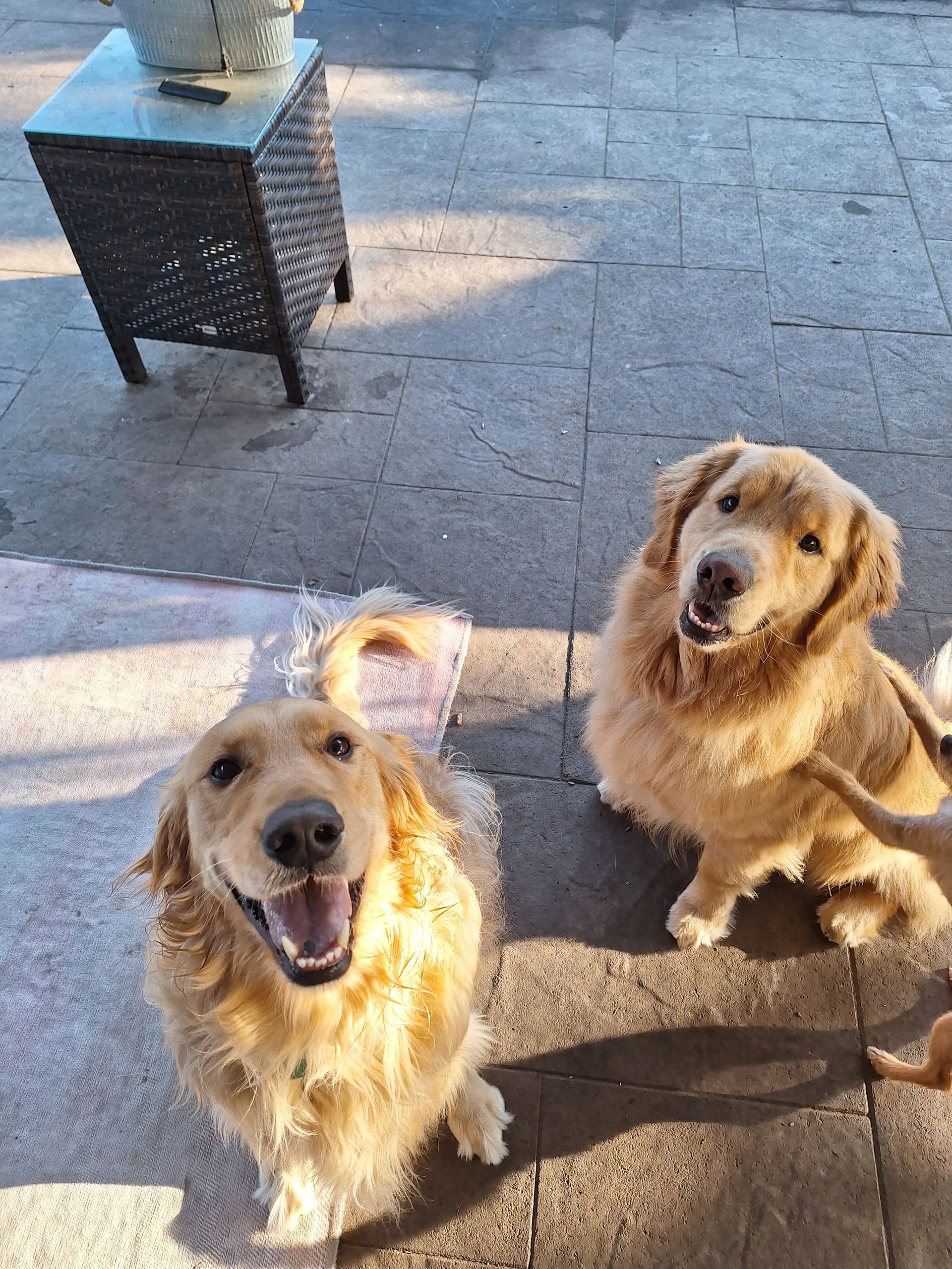 Two golden-colored dogs sitting on a patio, looking up at the camera with happy, open-mouthed expressions.