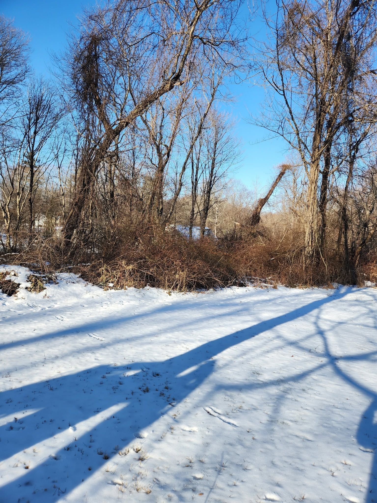 Red excavator clearing brush in a wooded area on a sunny day