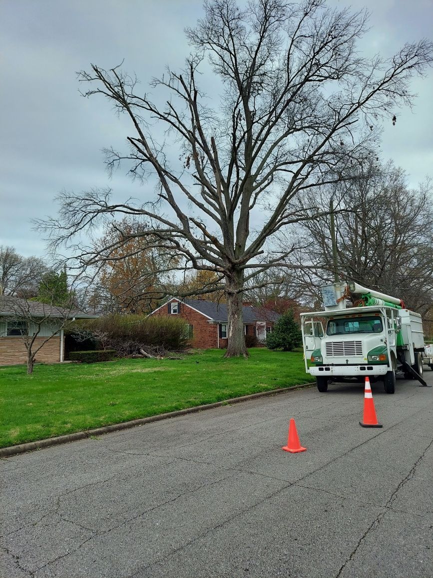 Full Removal of a Dead Oak Tree Evansville, Indiana.