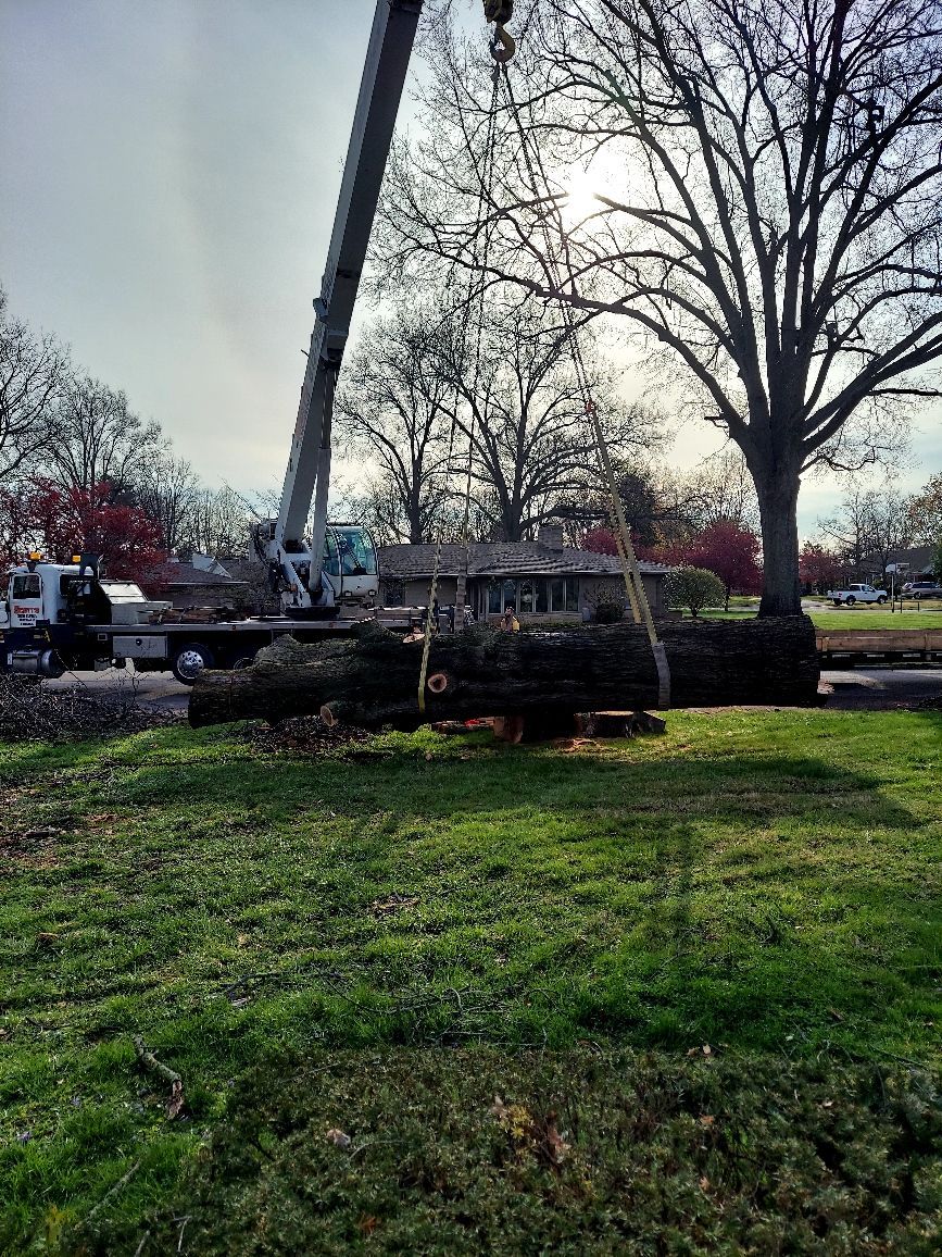 Full Removal of a Dead Oak Tree in Evansville, IN.
