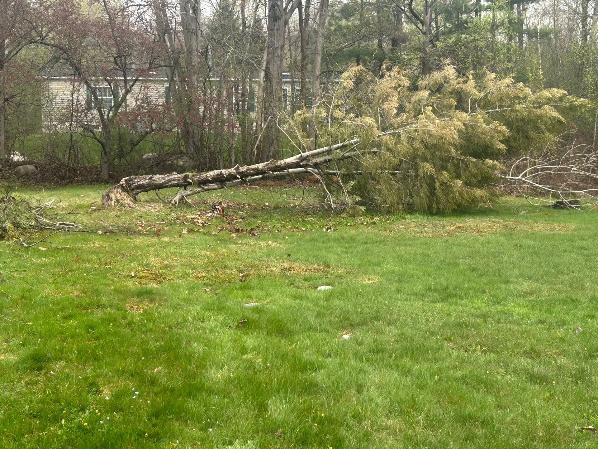Fallen tree branches across a grassy yard with wooded area in the background