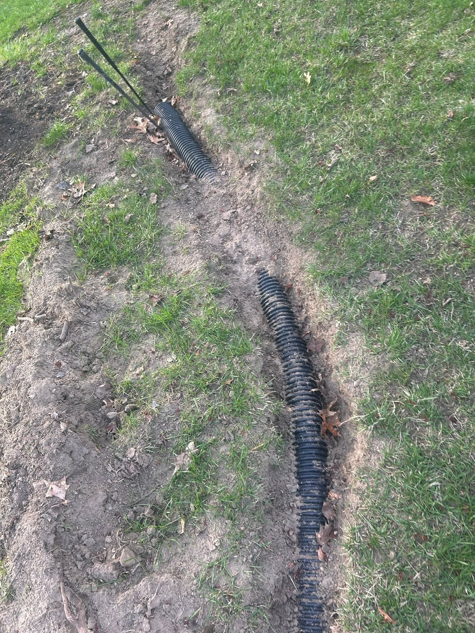 Two black caterpillar lines crossing a patchy dirt-and-grass path outdoors