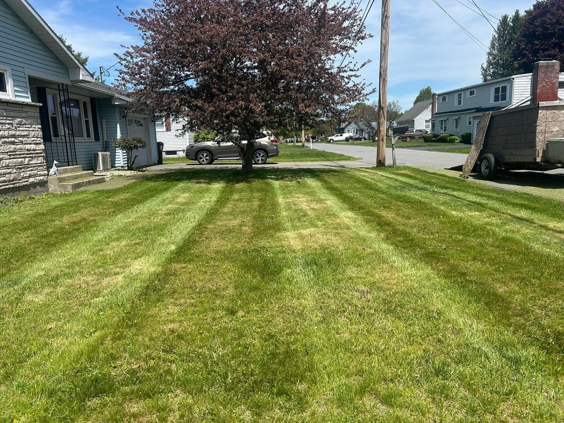 Suburban front lawn with freshly mowed grass and a large tree between two houses
