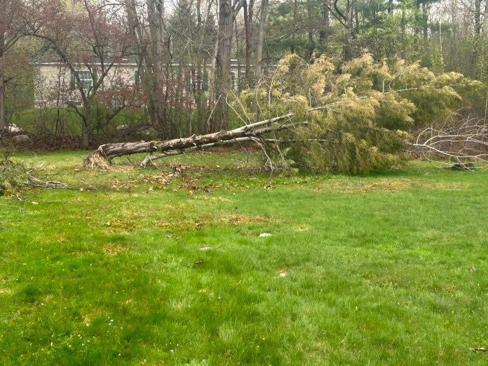 Fallen tree with branches across a green lawn in a wooded backyard.