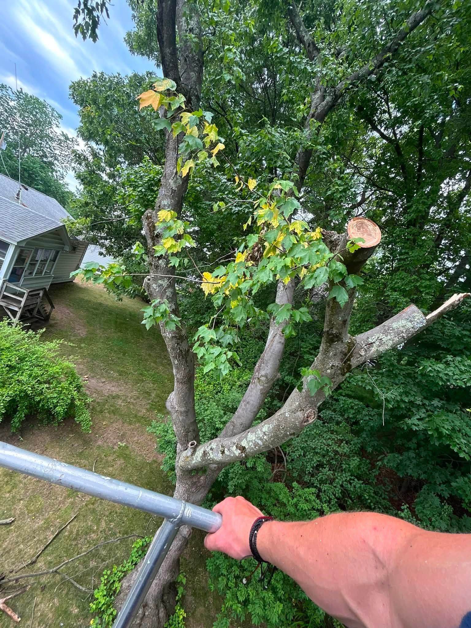Hand holding a pole near a leafy tree with yellow leaves in a backyard
