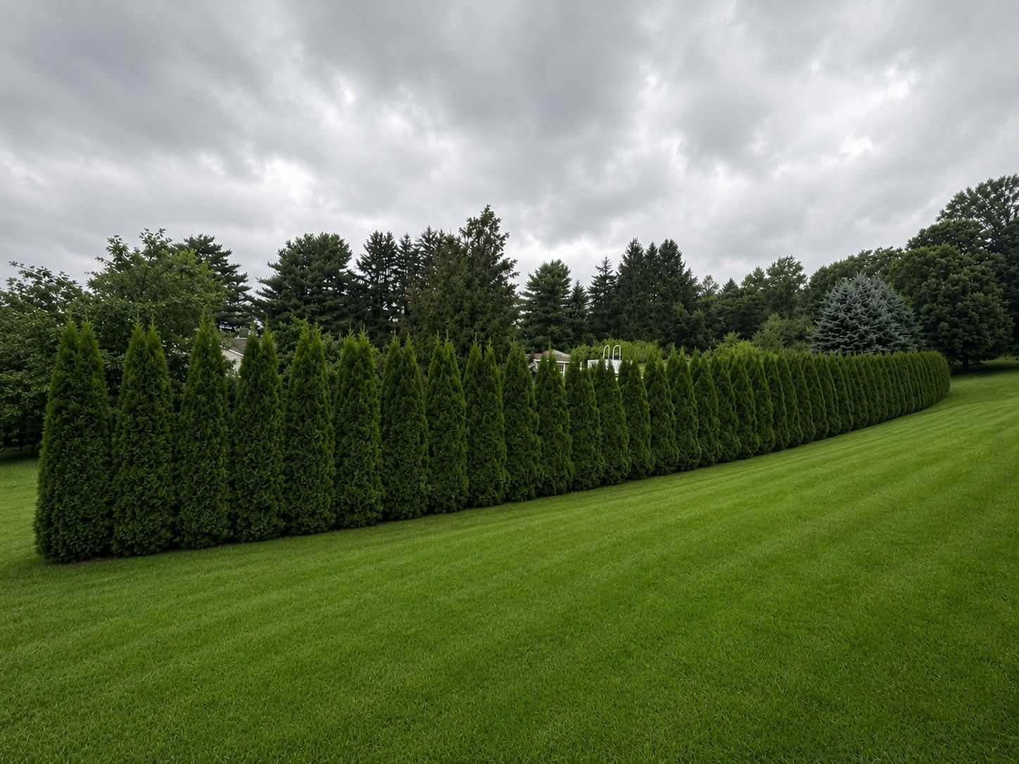 Neatly trimmed evergreen hedge beside a wide green lawn under a cloudy sky