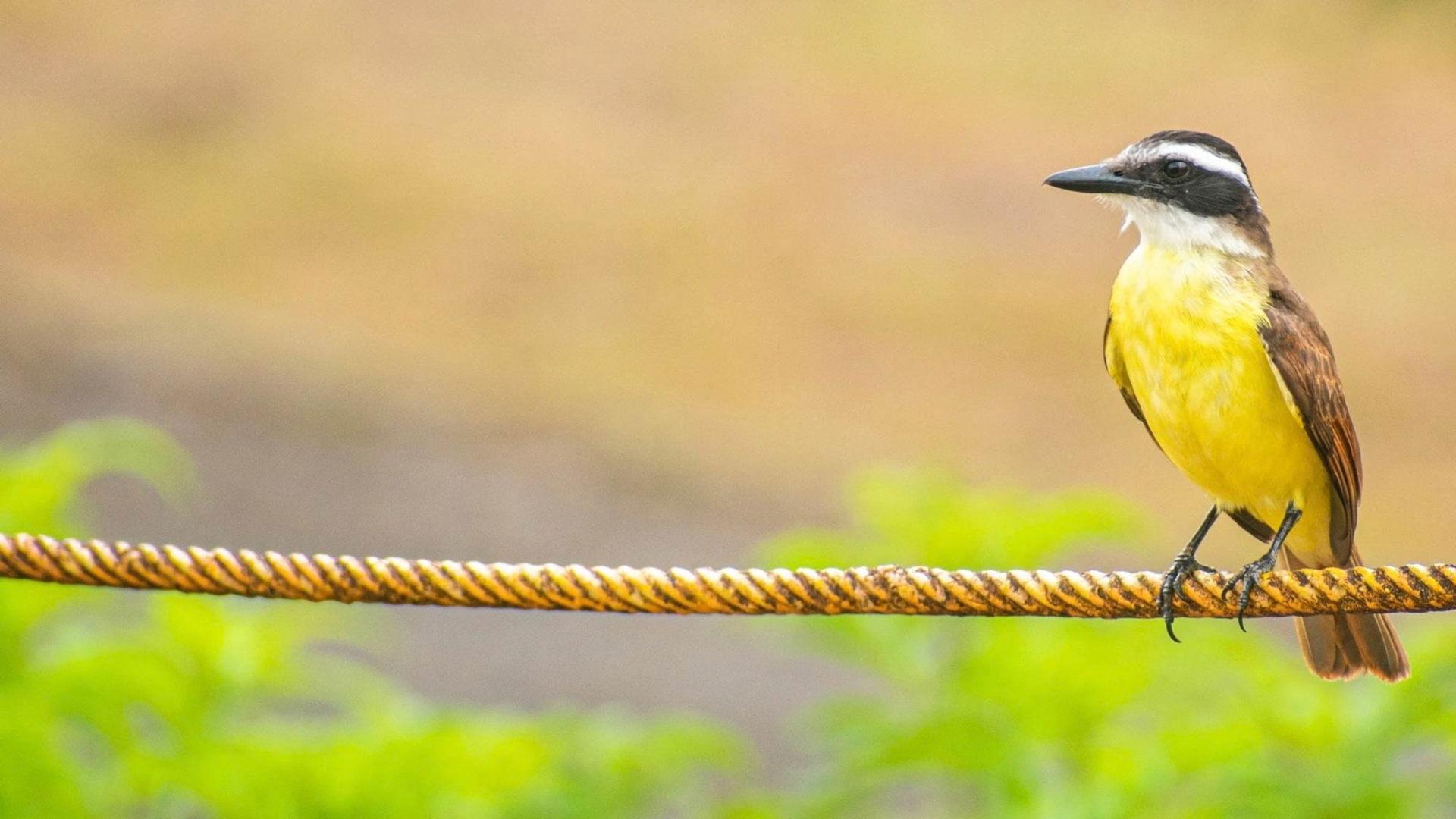 A Great Kiskadee with a black-and-white striped head and bright yellow breast perched on a rope against a blurred background.
