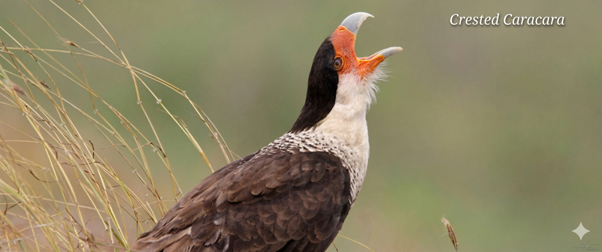 A Crested Caracara bird with a black cap, white neck, and brown wings, throwing its head back to call in a field.