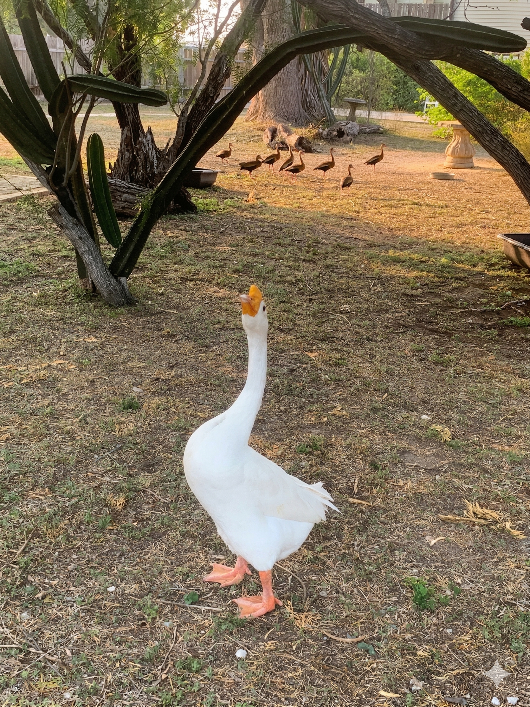 A white goose with an orange beak stands in a grassy, shaded yard with a flock of smaller birds foraging in the distance.
