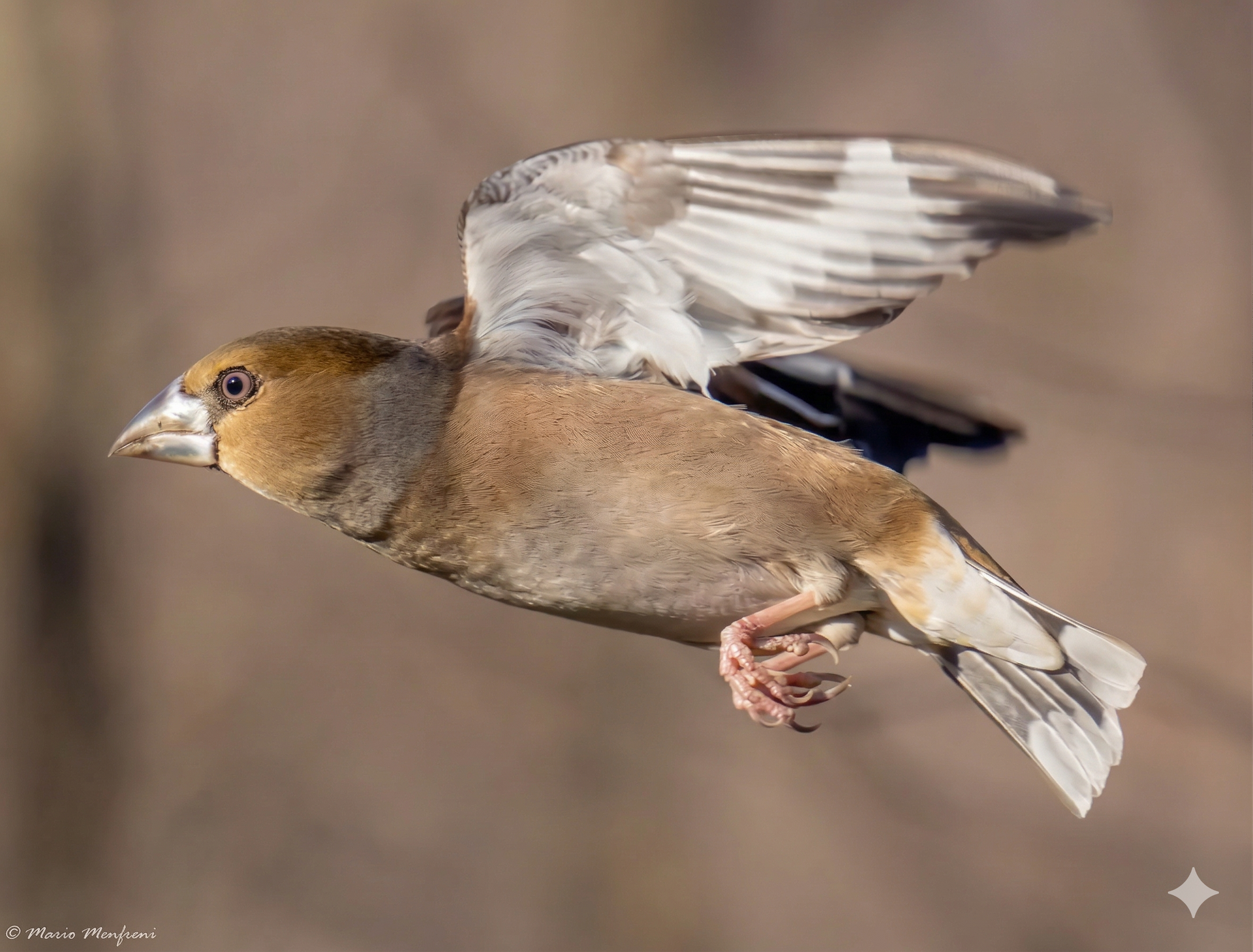 A brown grosbeak in flight, wings spread against a blurred, light-brown background.