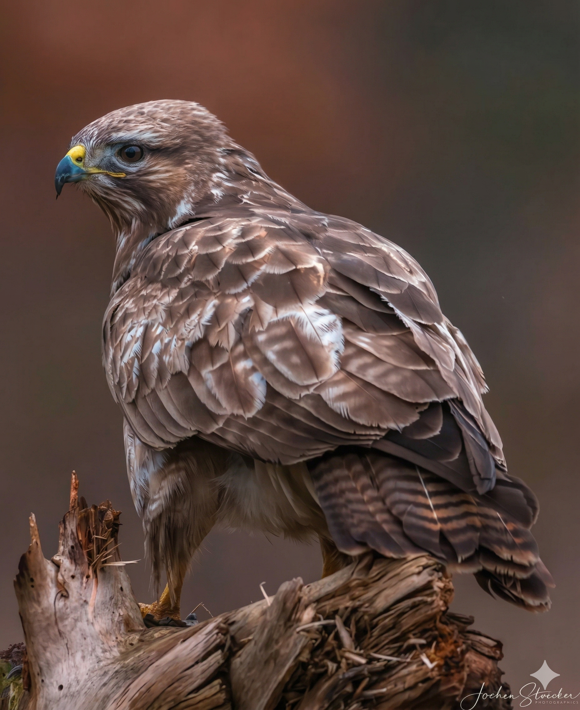 A side profile of a brown and white buzzard perched on a weathered, jagged tree stump against a blurred background.