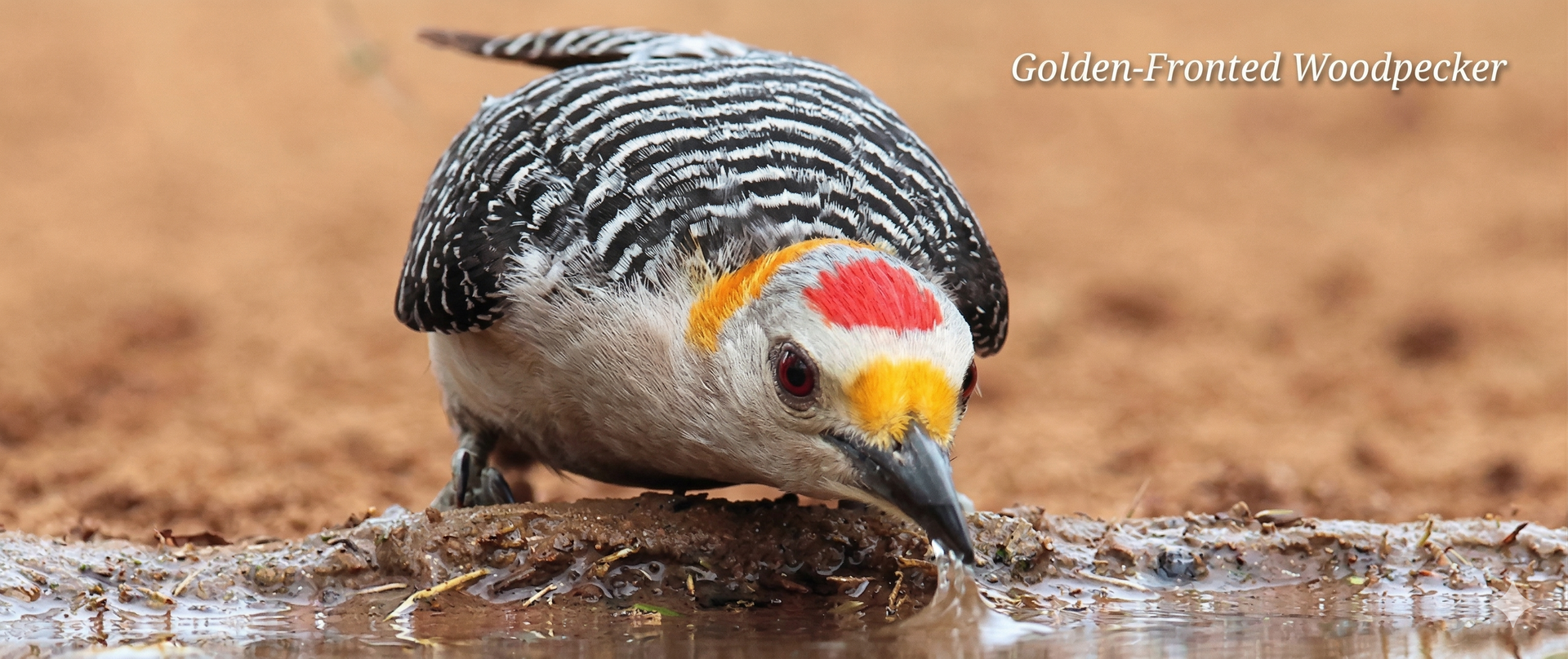 A Golden-fronted Woodpecker with black-and-white barred wings, a yellow nape, and a red crown, drinking from a puddle.