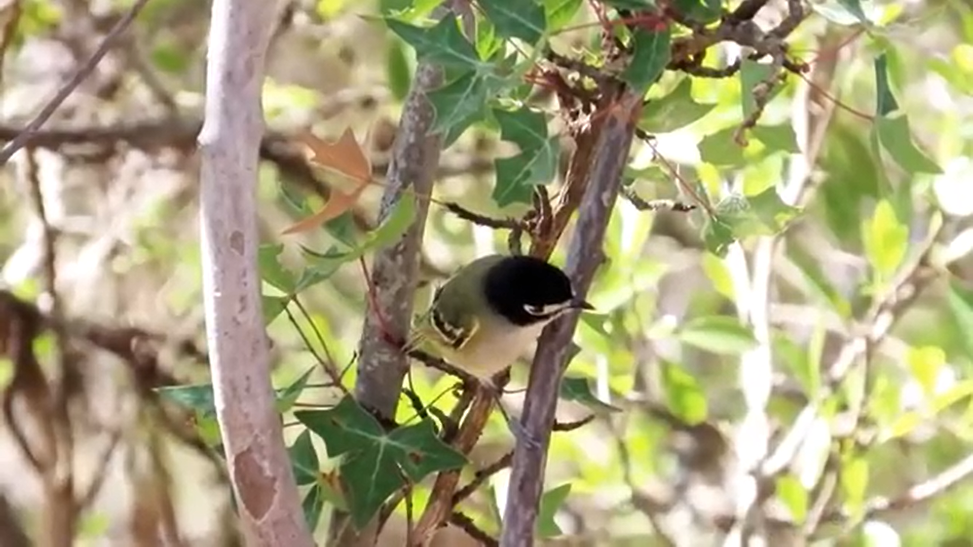 A small bird with a black head, olive back, and light underparts perched among green branches.