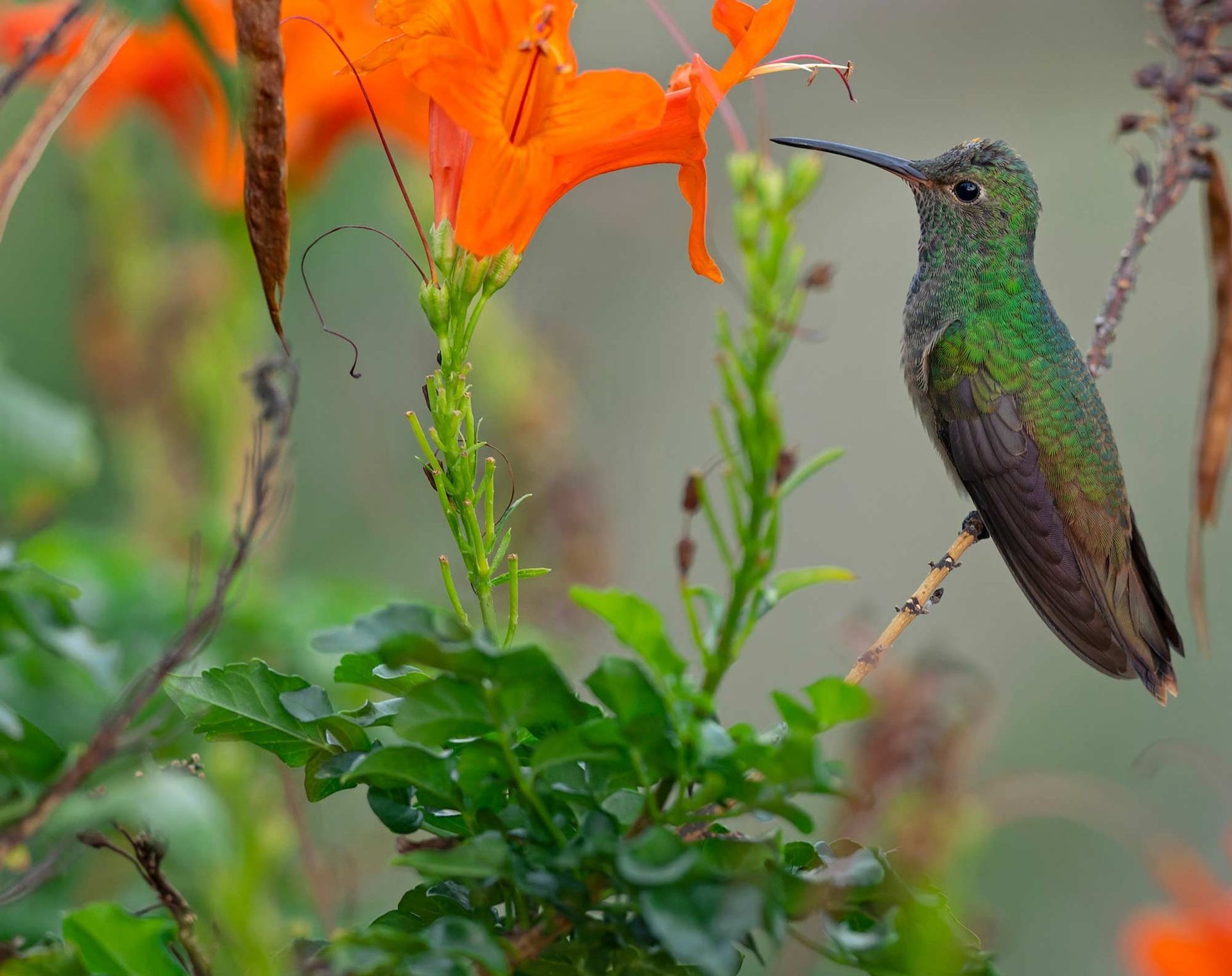 A vibrant green hummingbird perches on a thin branch beside a bright orange flower in a lush garden.