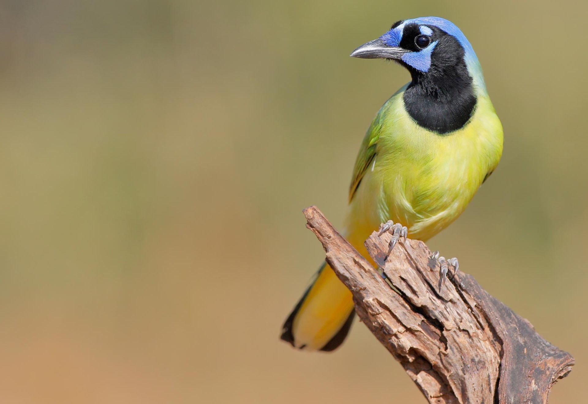 A Green Jay with a bright blue crown, black face, and yellow-green plumage, perched on a rough wooden branch.
