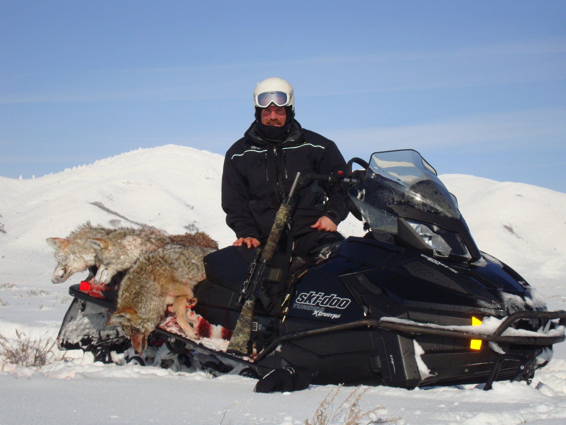 Man on snowmobile with coyote carcasses in snowy landscape, holding a rifle.