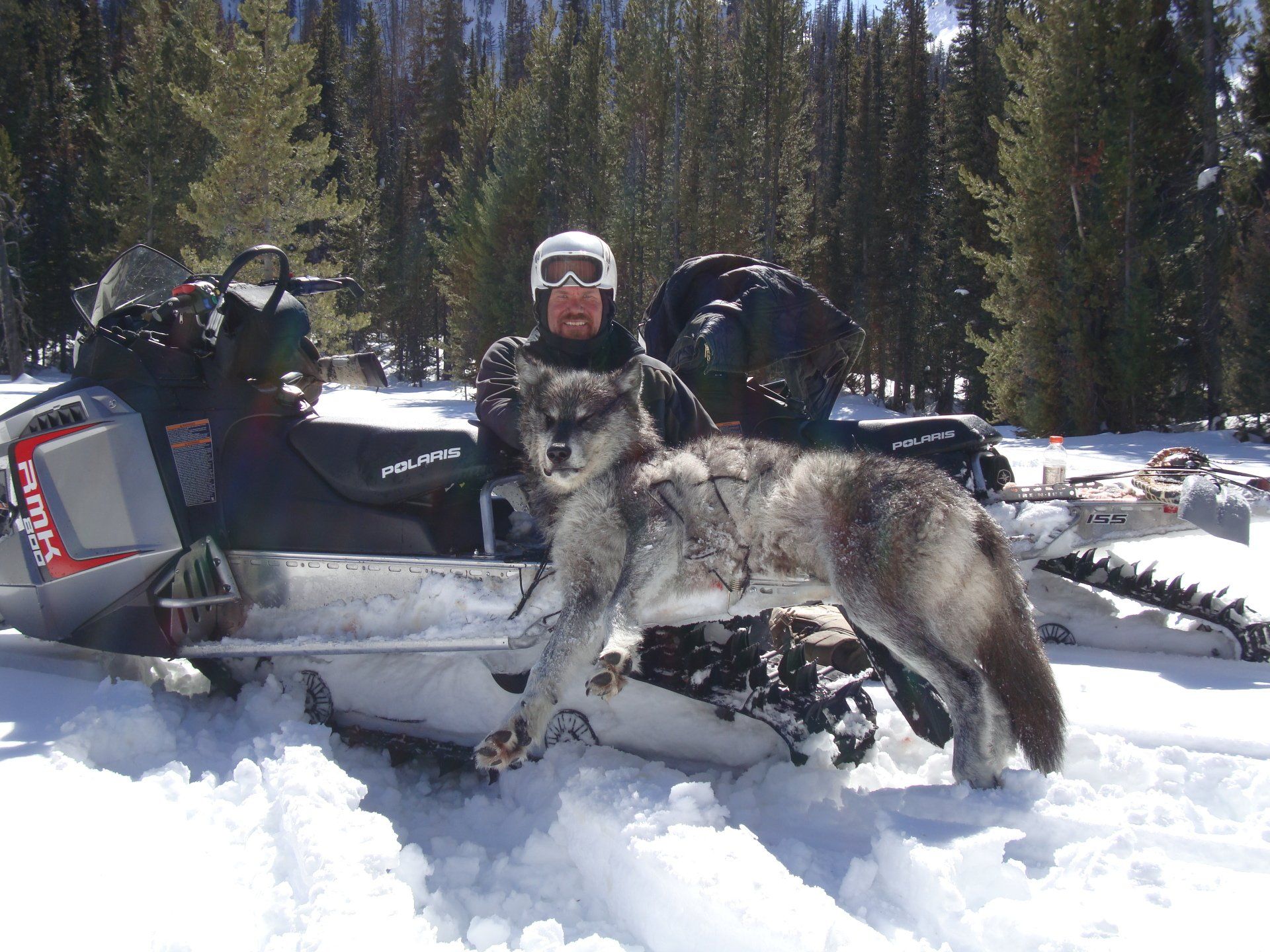 Man poses with a dead wolf on a snowmobile, snowy mountain background.