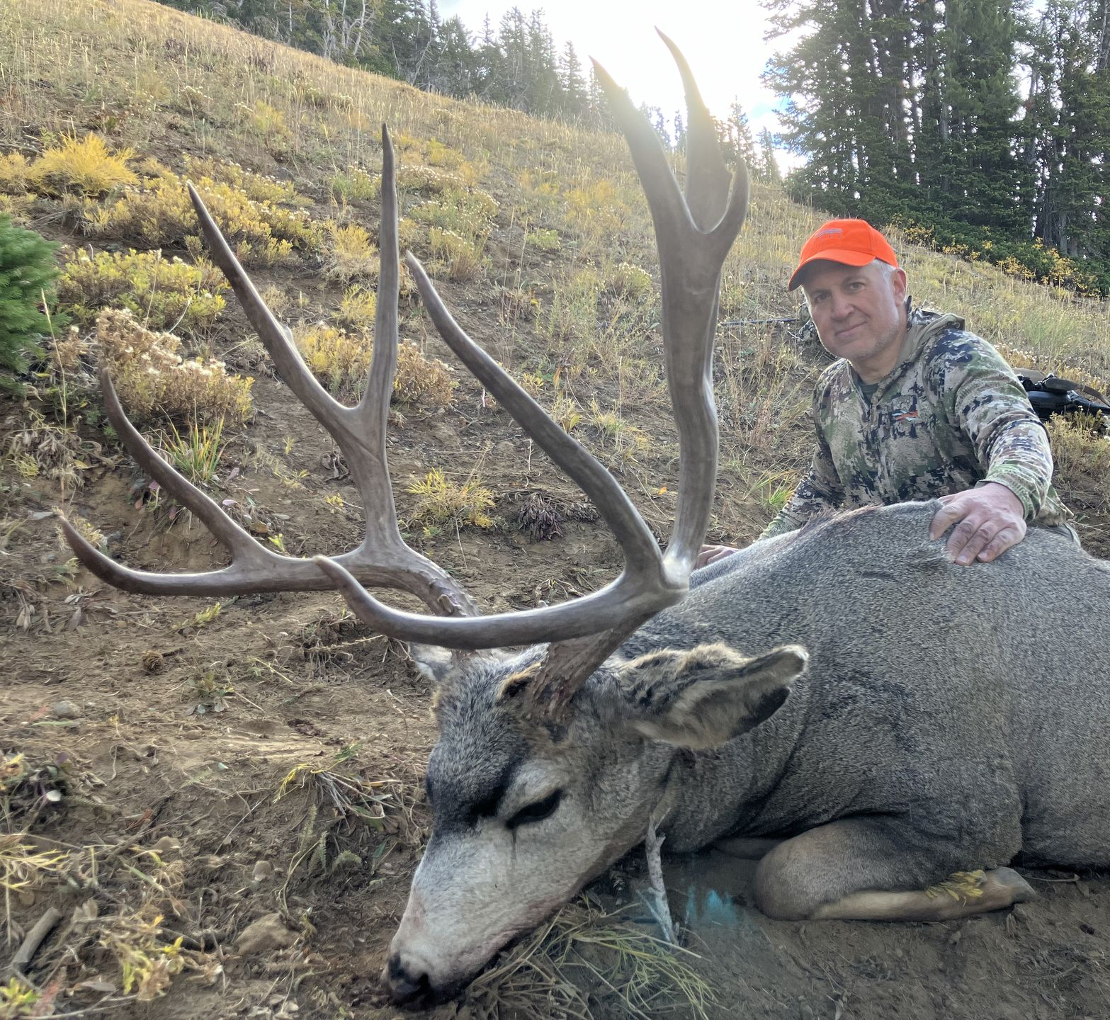 Hunter in orange hat kneels next to a large, dead mule deer buck in a hillside setting.