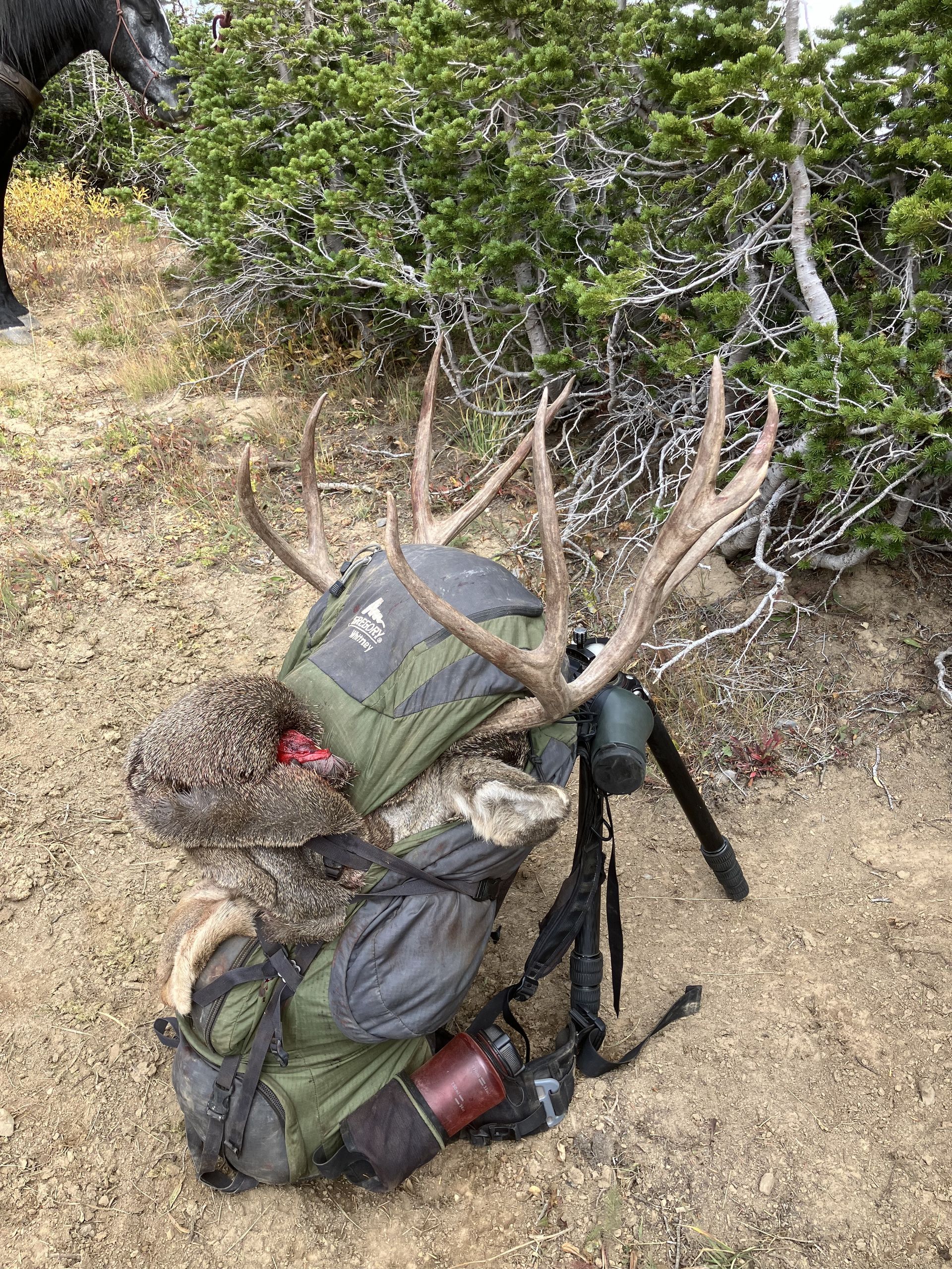 Two packs and an elk rack are on the ground near vegetation. A spotting scope is set up on a tripod.
