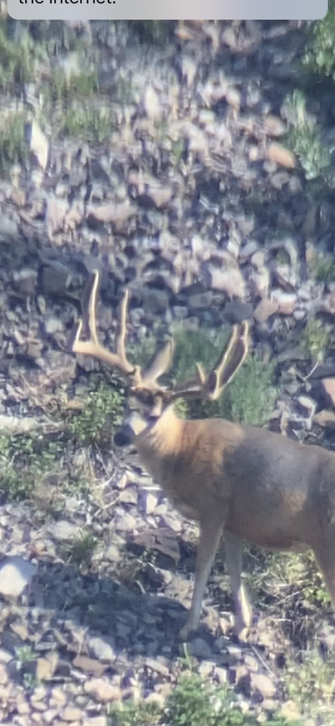 A bull elk with large antlers stands on a rocky hillside.