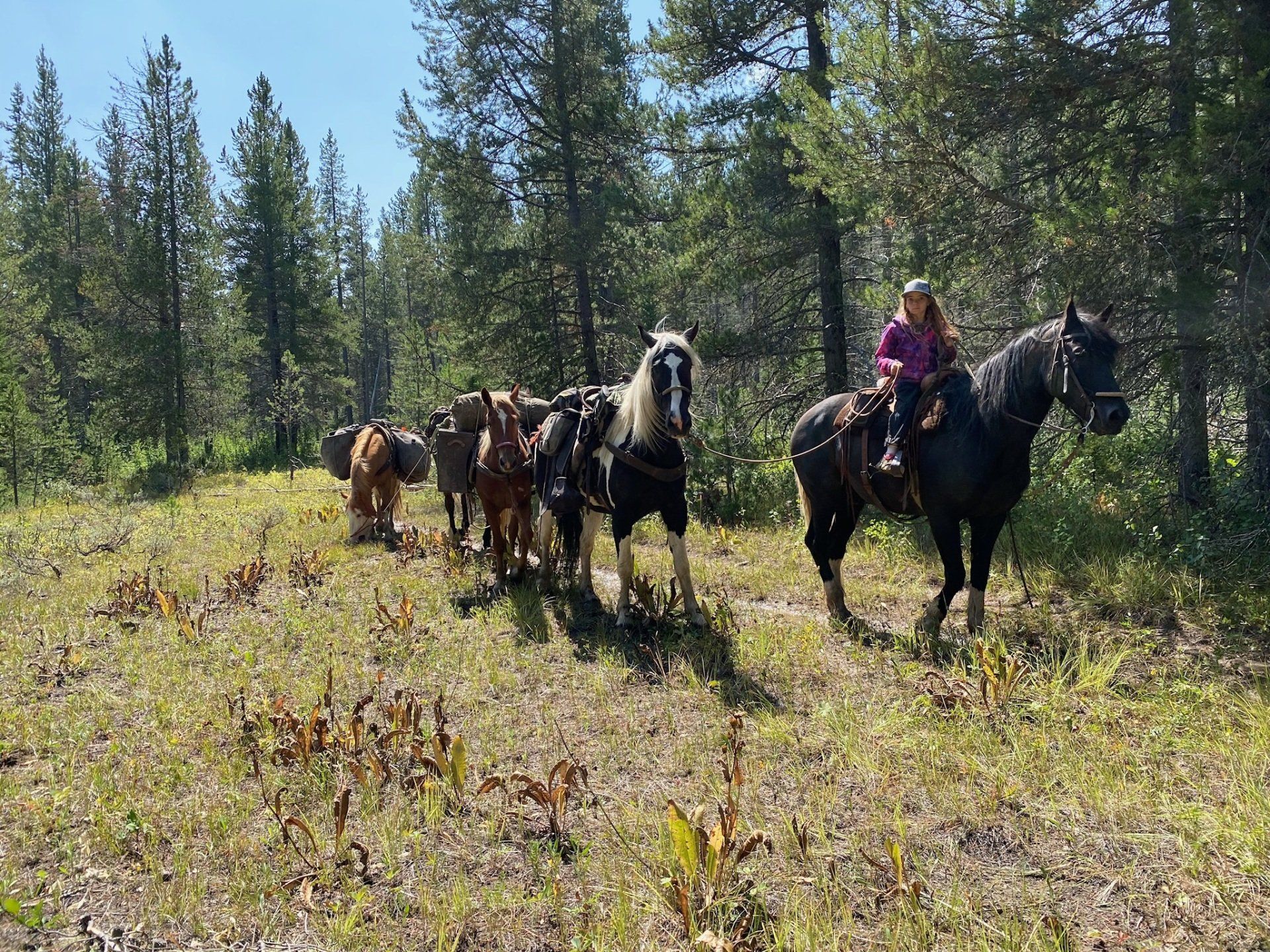 A person rides a horse leading a line of packhorses through a forest clearing.
